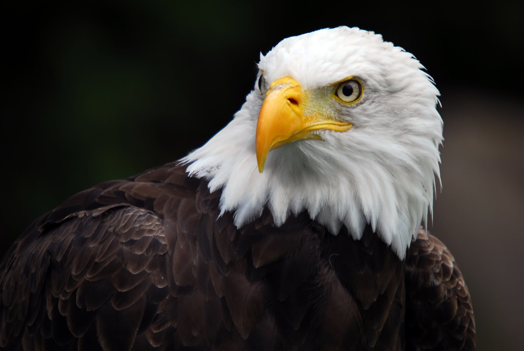 American Bald Eagle Wallpaper ·① WallpaperTag