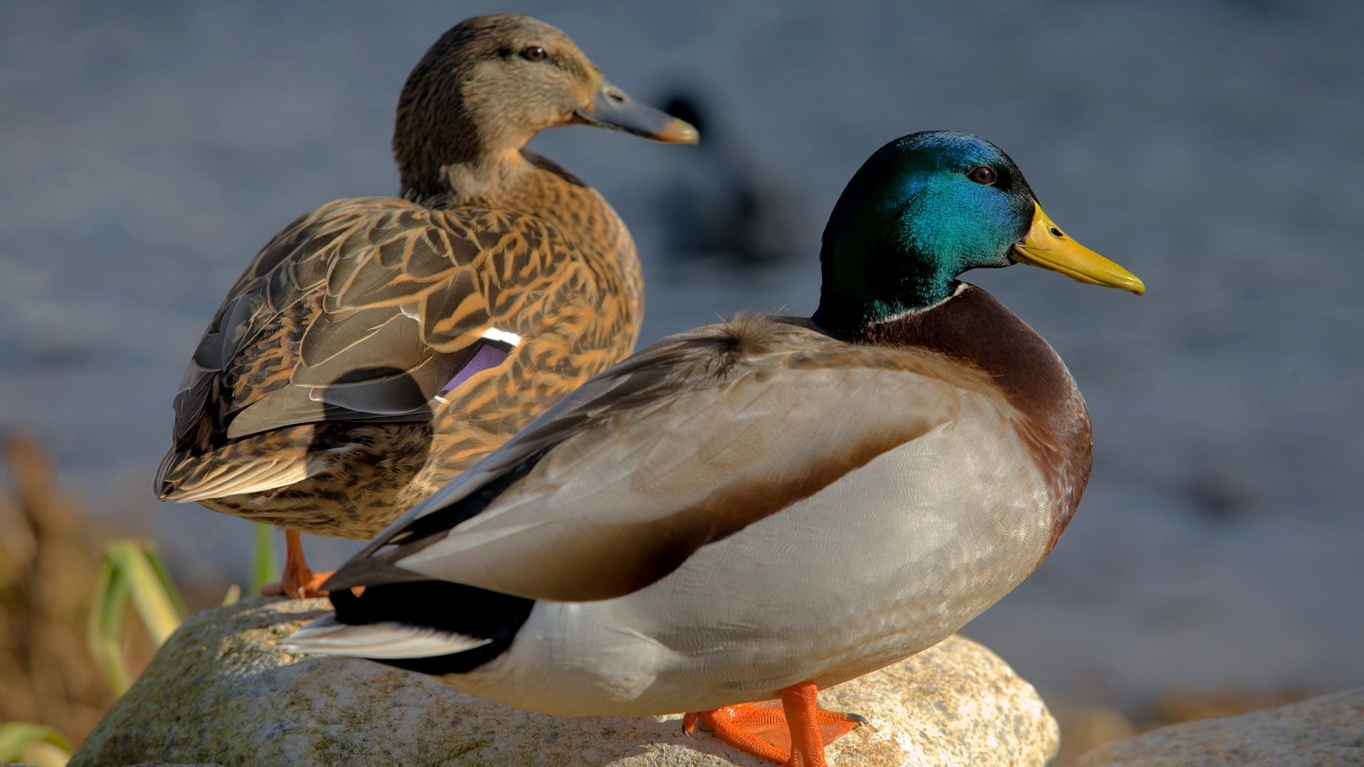 Mallard Duck Wallpaper ·① WallpaperTag