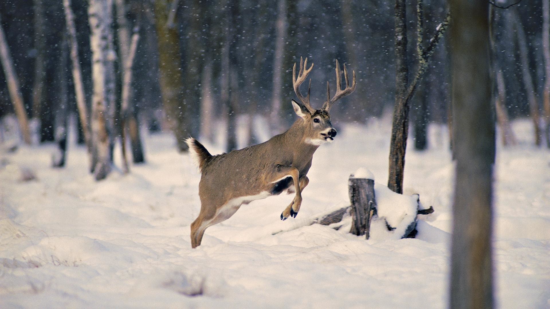 Hunting Wallpapers Best Of Whitetail Deer Backgrounds Wallpaper 