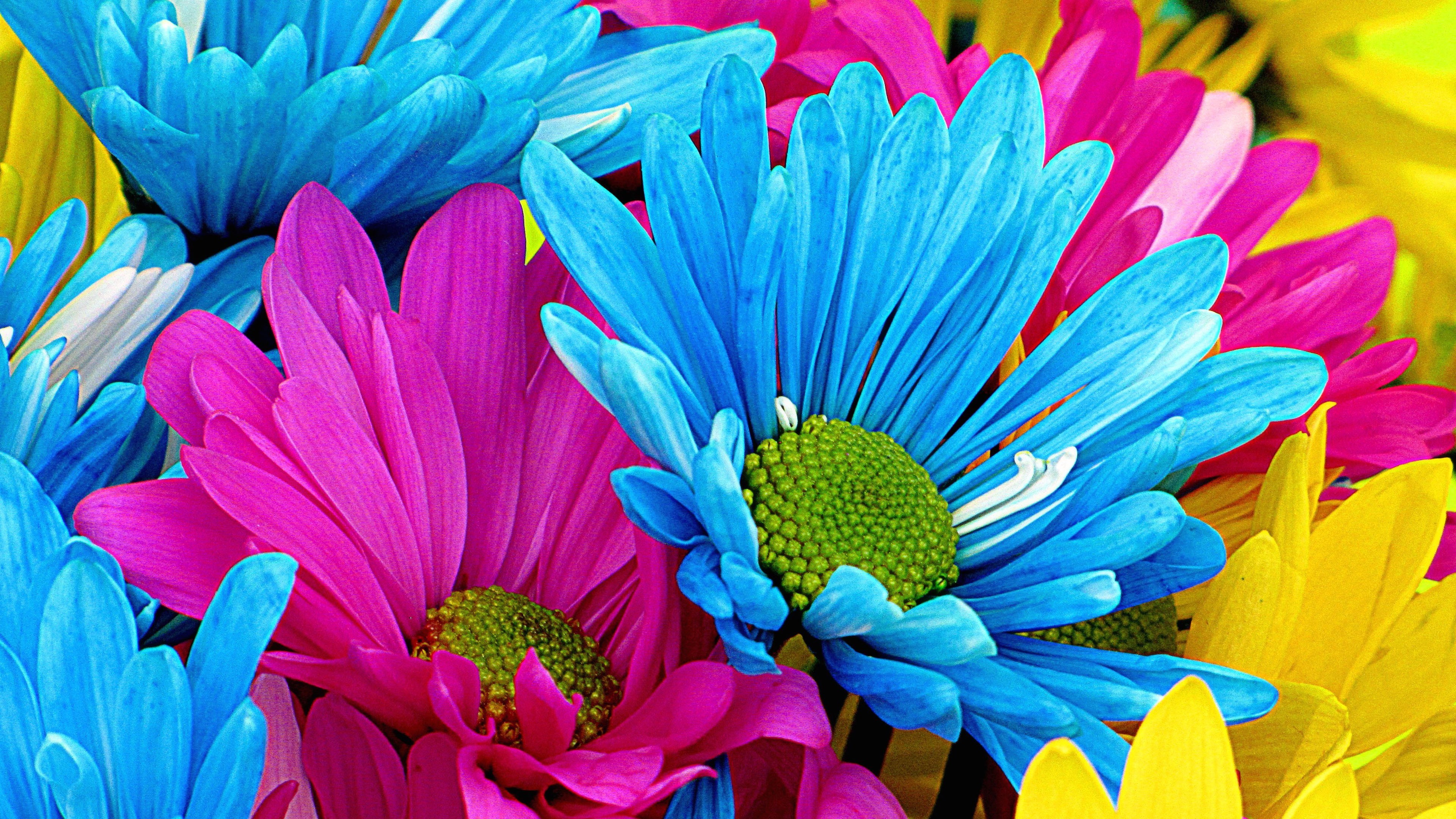 Free Printable Gerbera Daisy Pictures