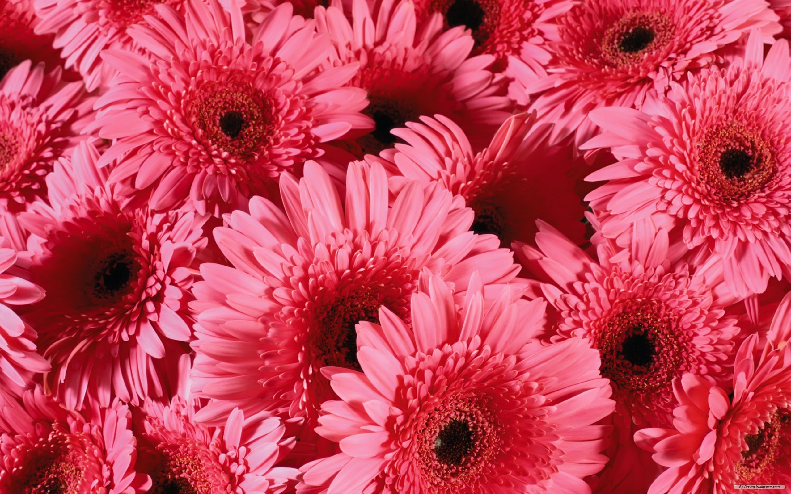 Red Flowers Tumblr 16 Widescreen Wallpaper ...