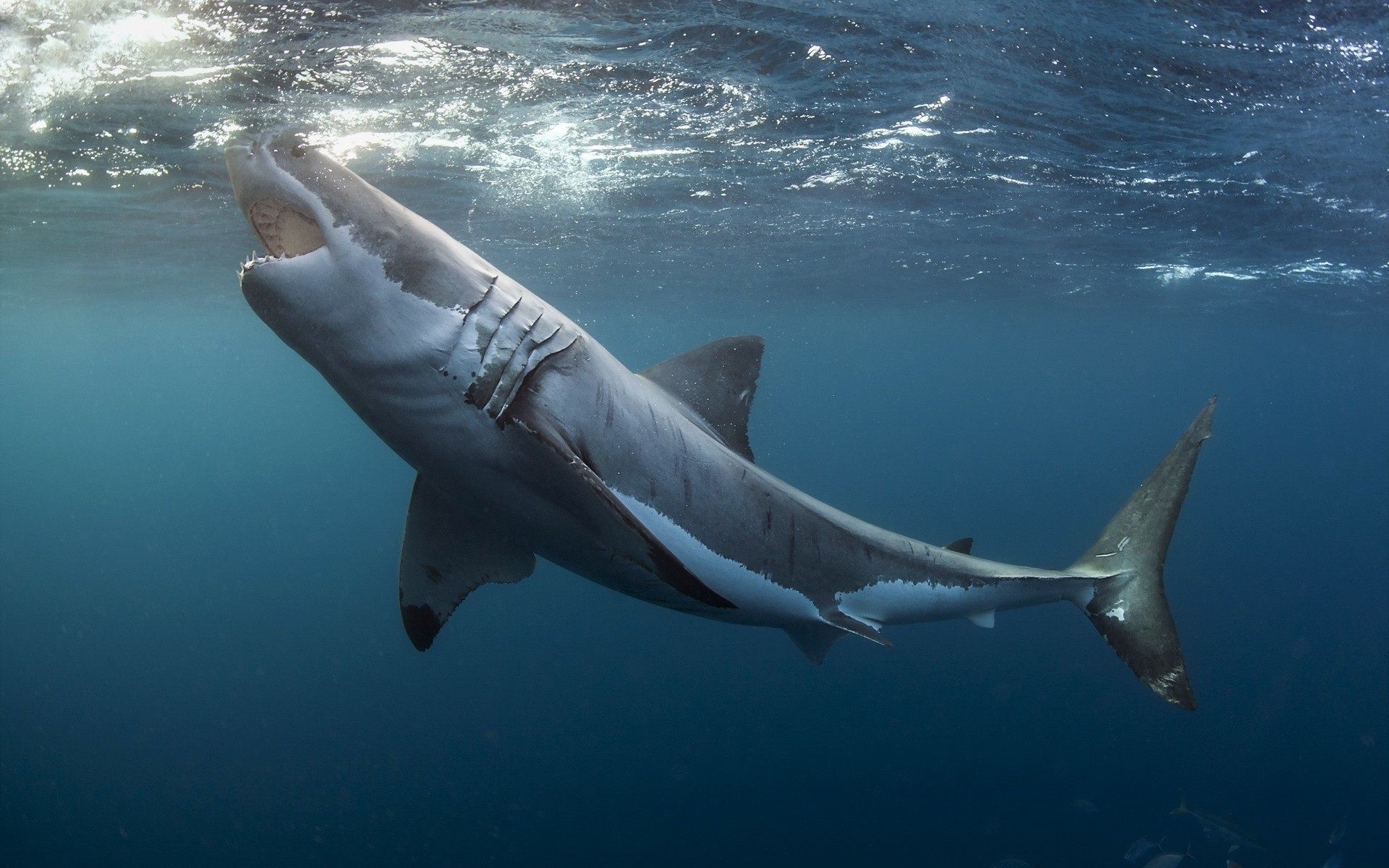 Great White Shark Wallpaper Hd Wallpapertag Images, Photos, Reviews