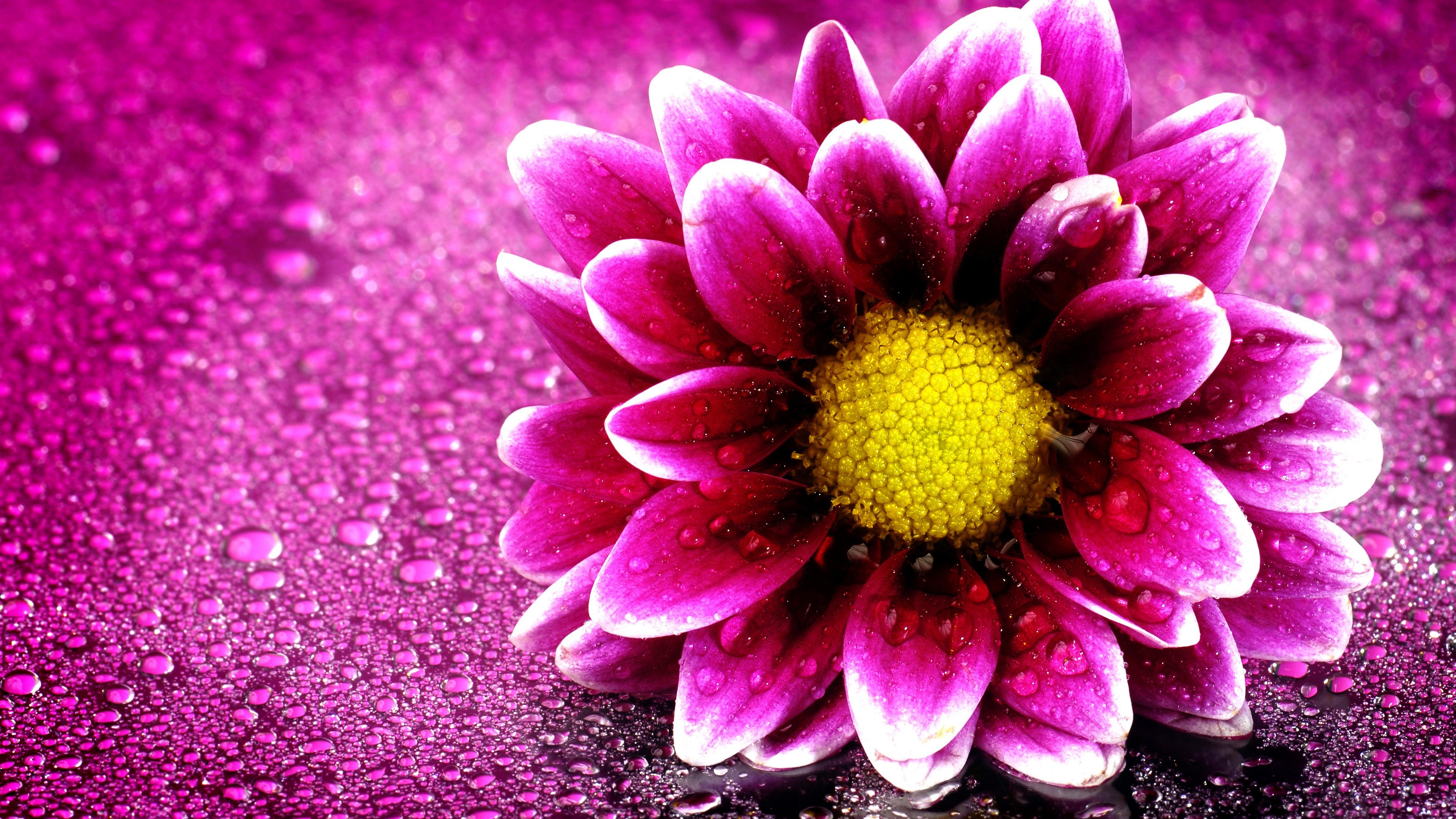 Flowers wallpaper ·① Download free beautiful High Resolution wallpapers