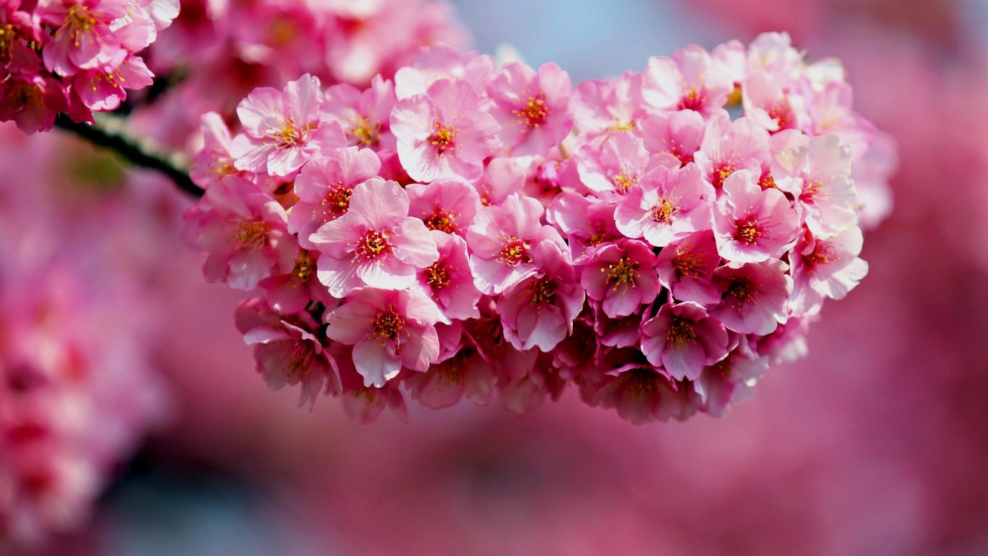 Wallpaper For Flower Images At Karen Batey Blog Wallpaper For Flower Images At Karen Batey Blog