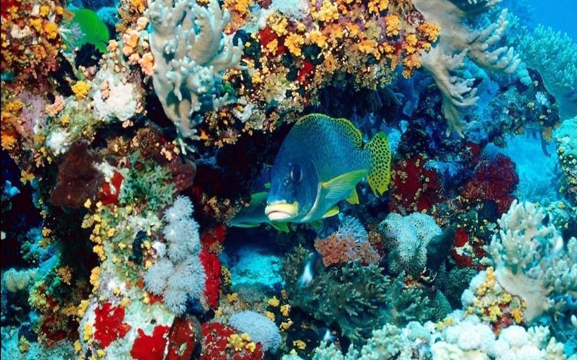 Обитатели кораллового рифа. Подводный риф риф. Риф коралловый 54546. Подводный мир кораллы. Морской мир.