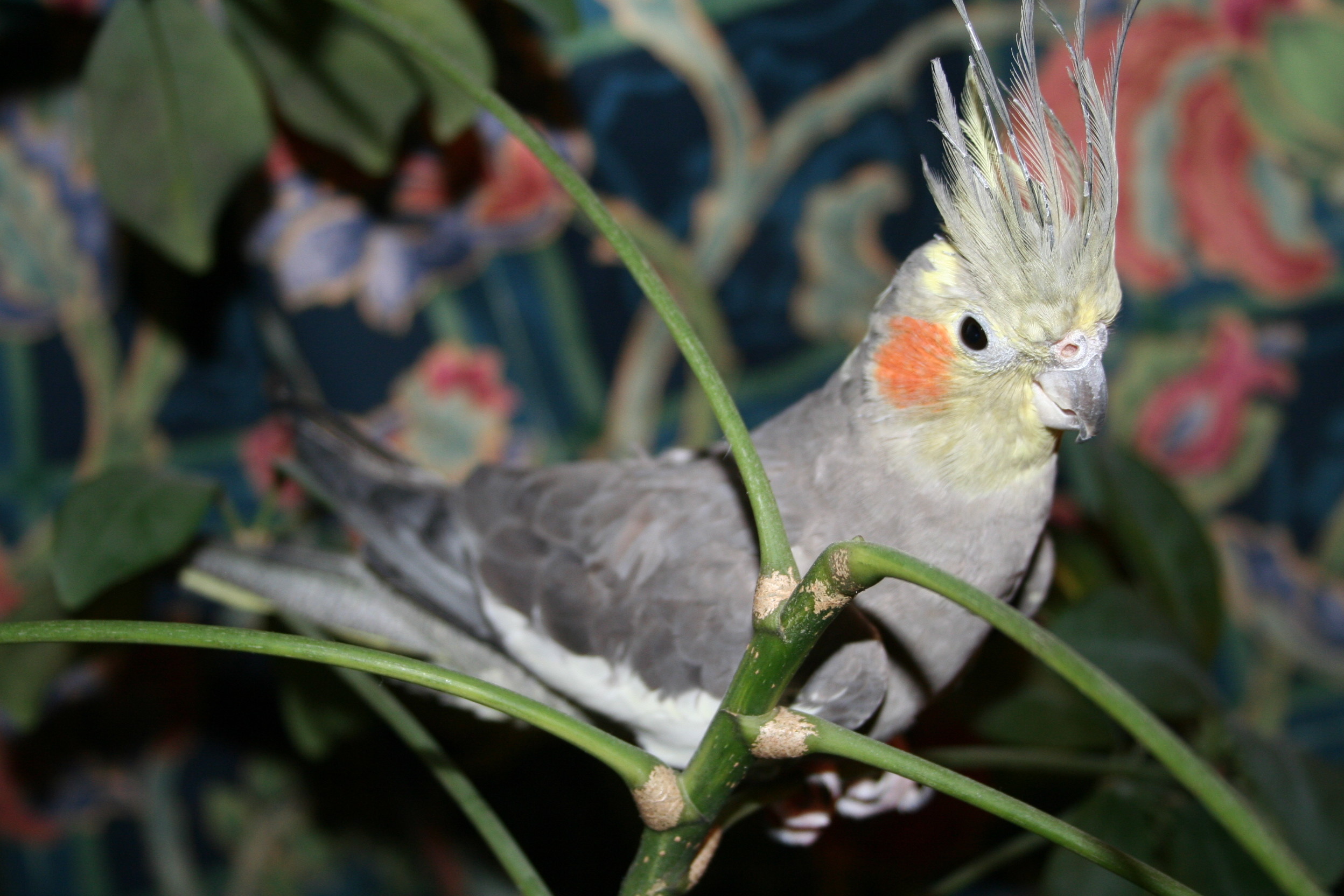 Перья попугая корелла