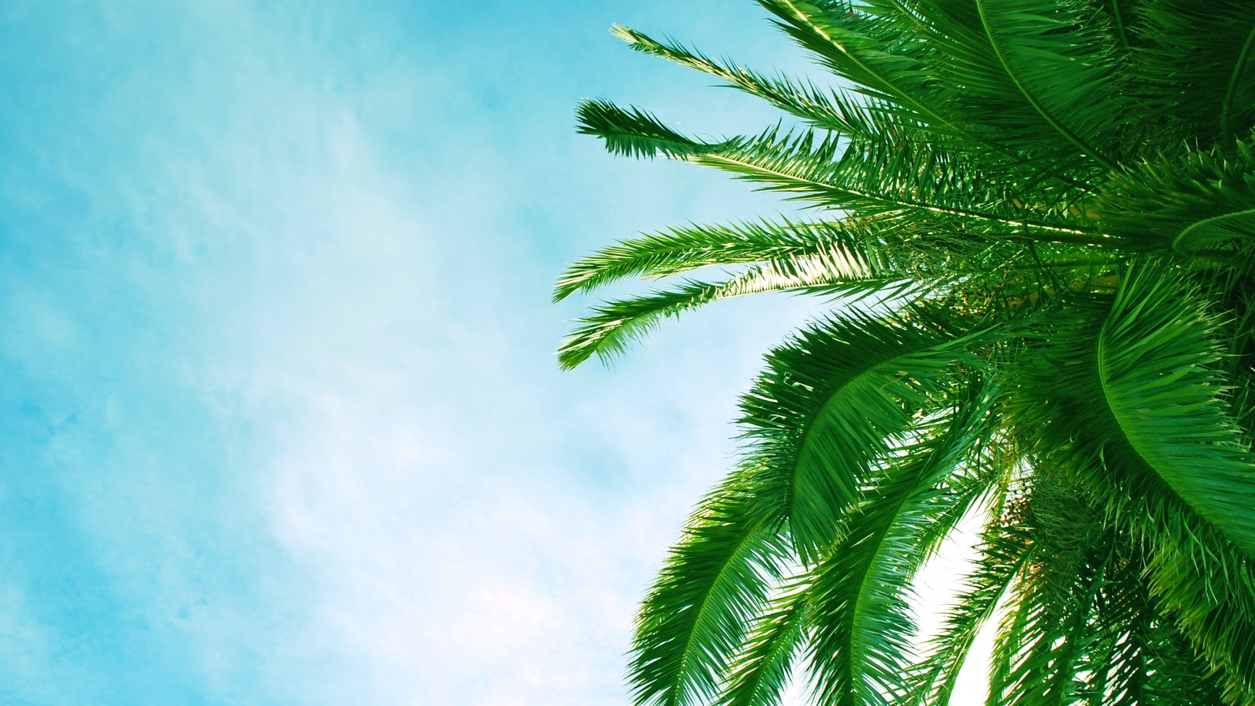 Palm Tree background ·① Download free HD backgrounds for desktop and ...