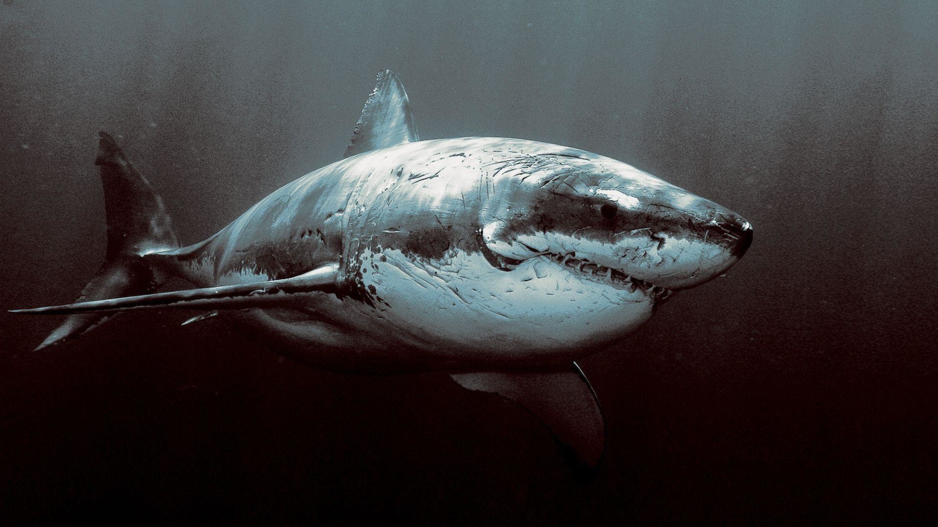 Great White Shark Wallpaper Wallpapertag Images, Photos, Reviews