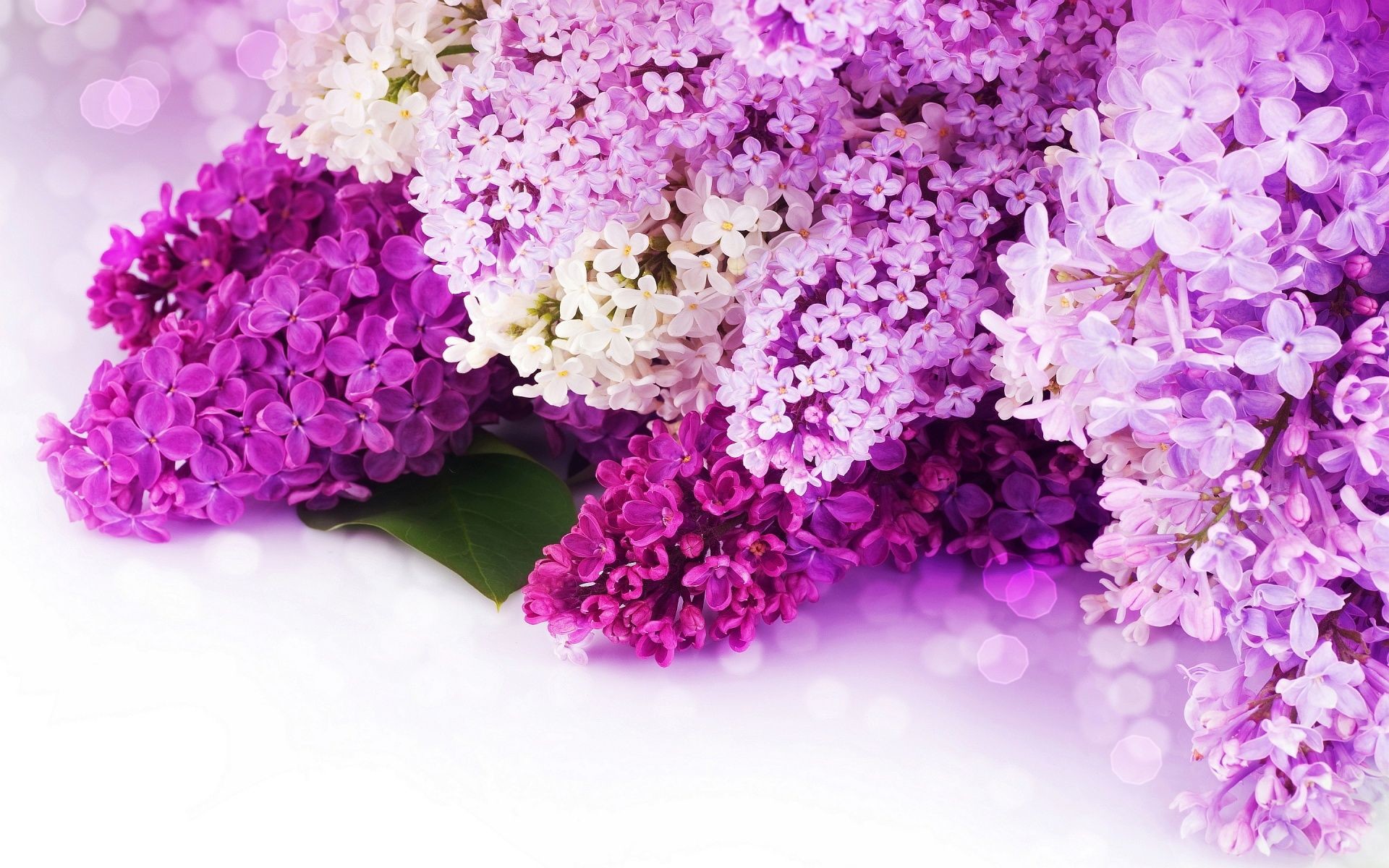 Purple and Pink Background ·① WallpaperTag
