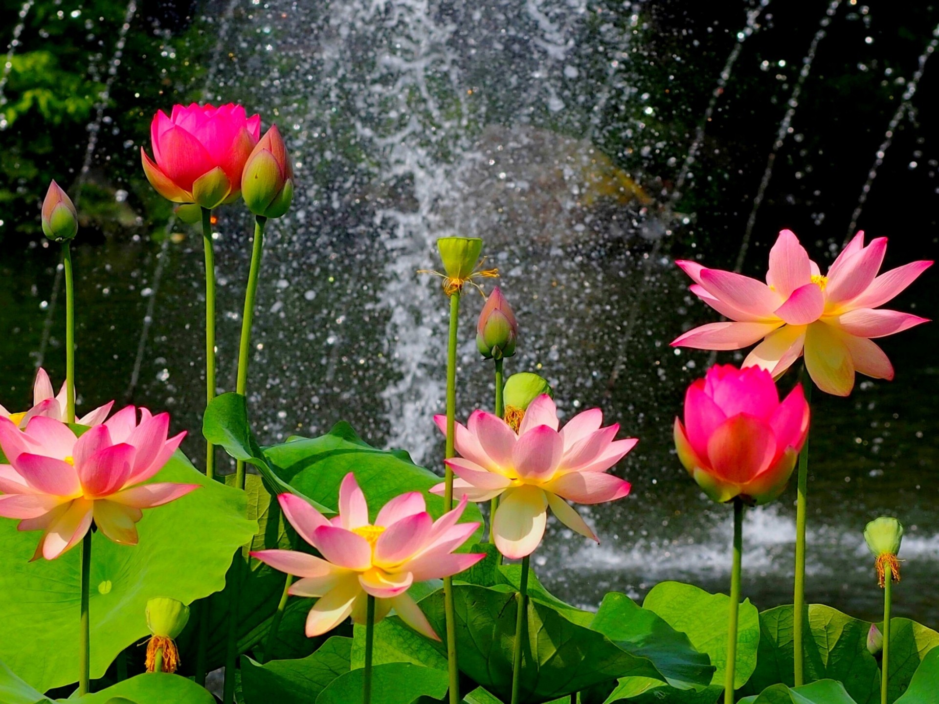 Lotus Flower Wallpapers WallpaperTag