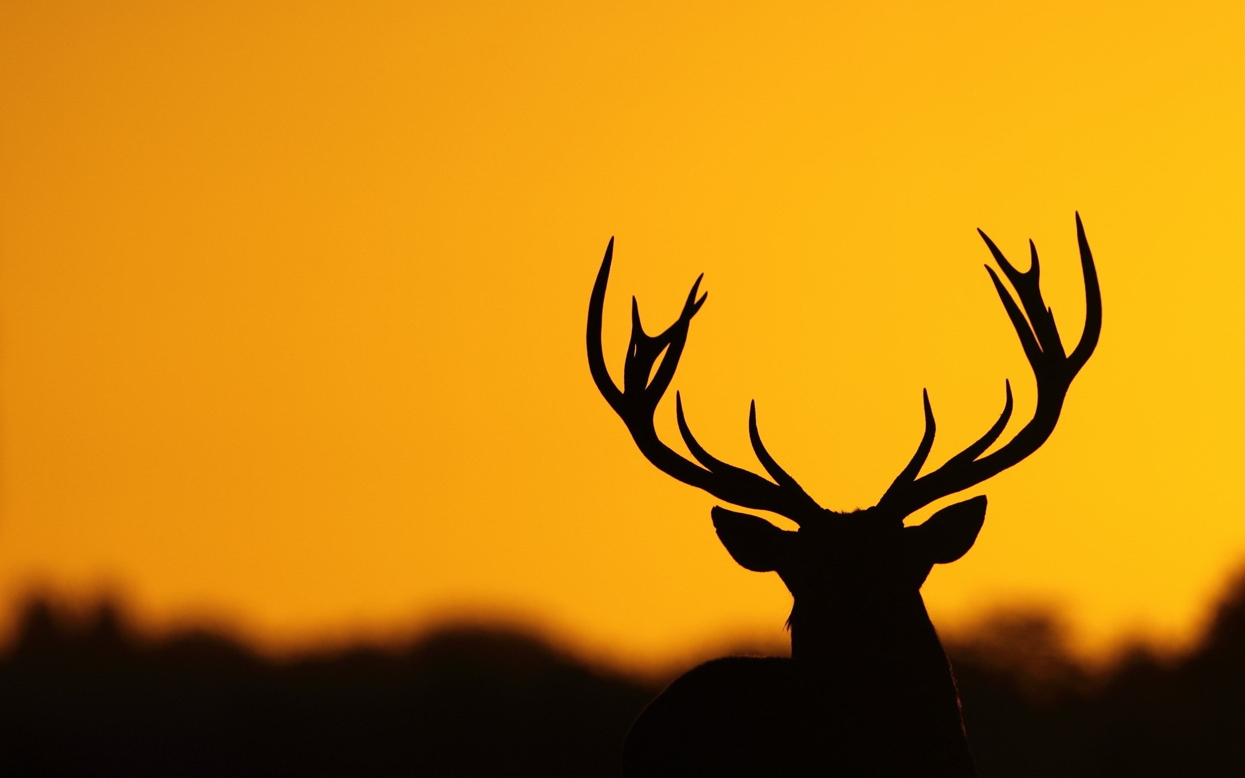 Deer Hunting Backgrounds ·①