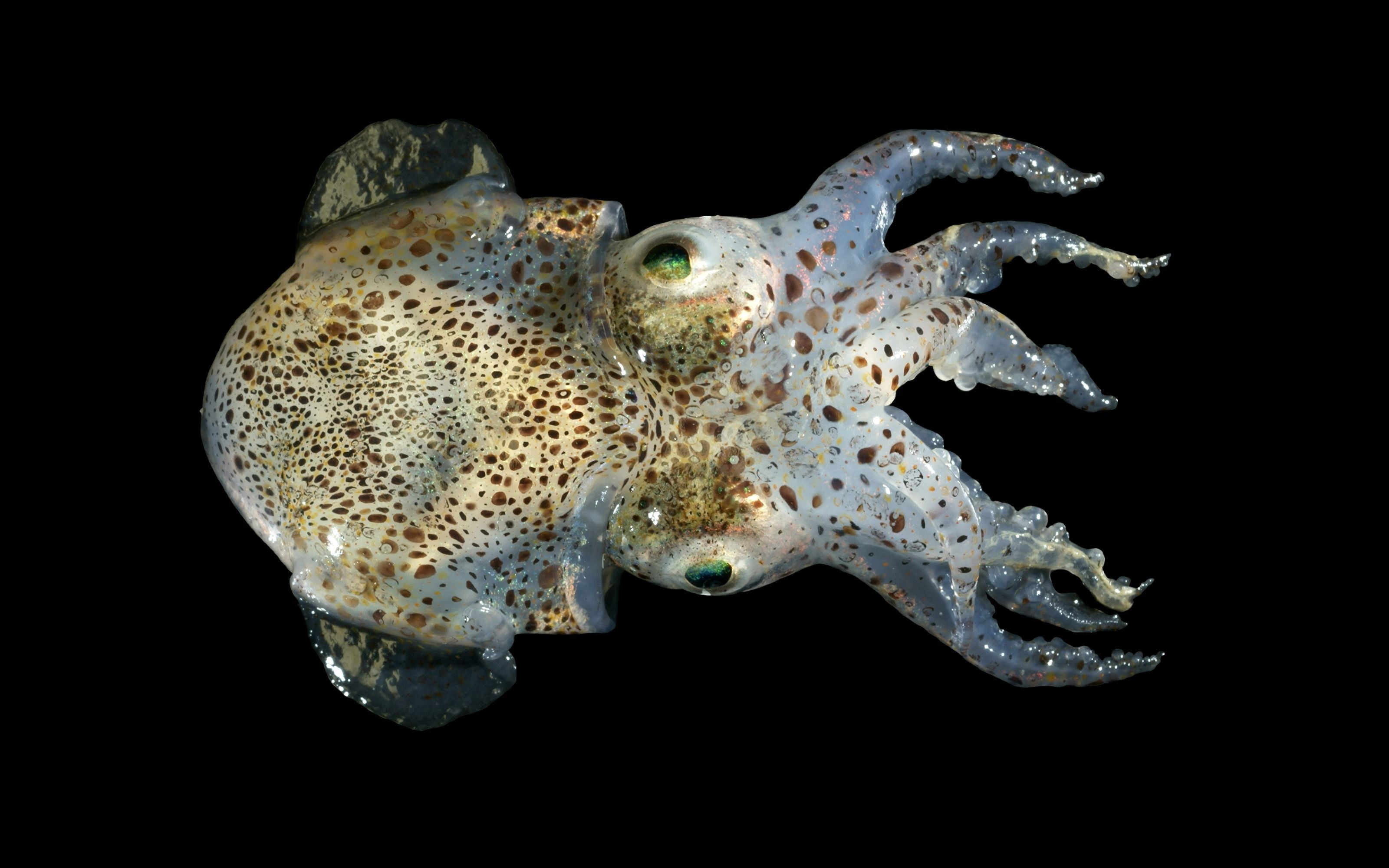Каракатица песня. Кальмар осьминог каракатица. Головоногие моллюски. Двурогая сепиола. Bobtail Squid.