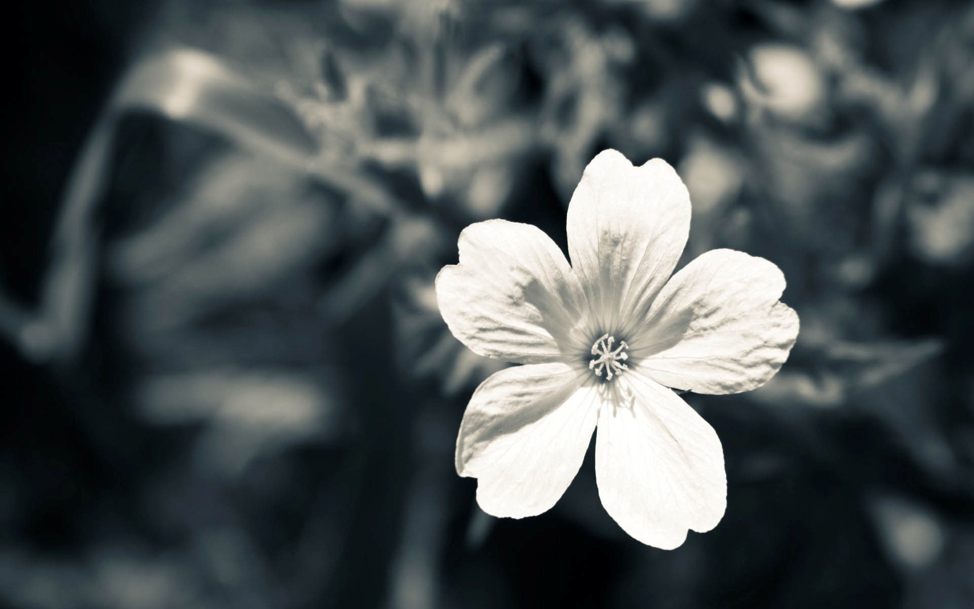 White Flower Wallpapers - Wallpaper Cave