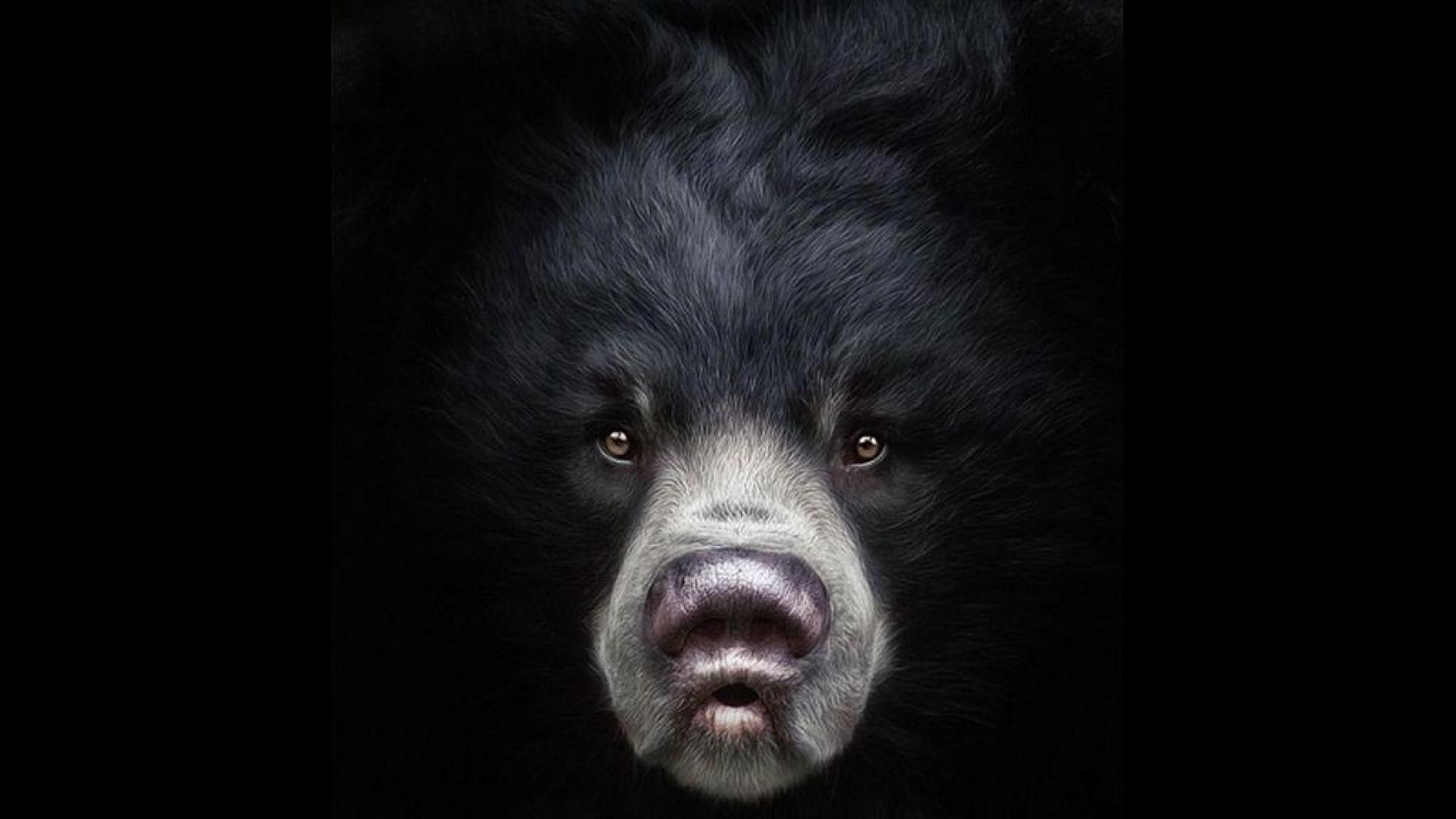 Медведь на черном фоне. Морда медведя. Черный медведь. Глаза медведя.