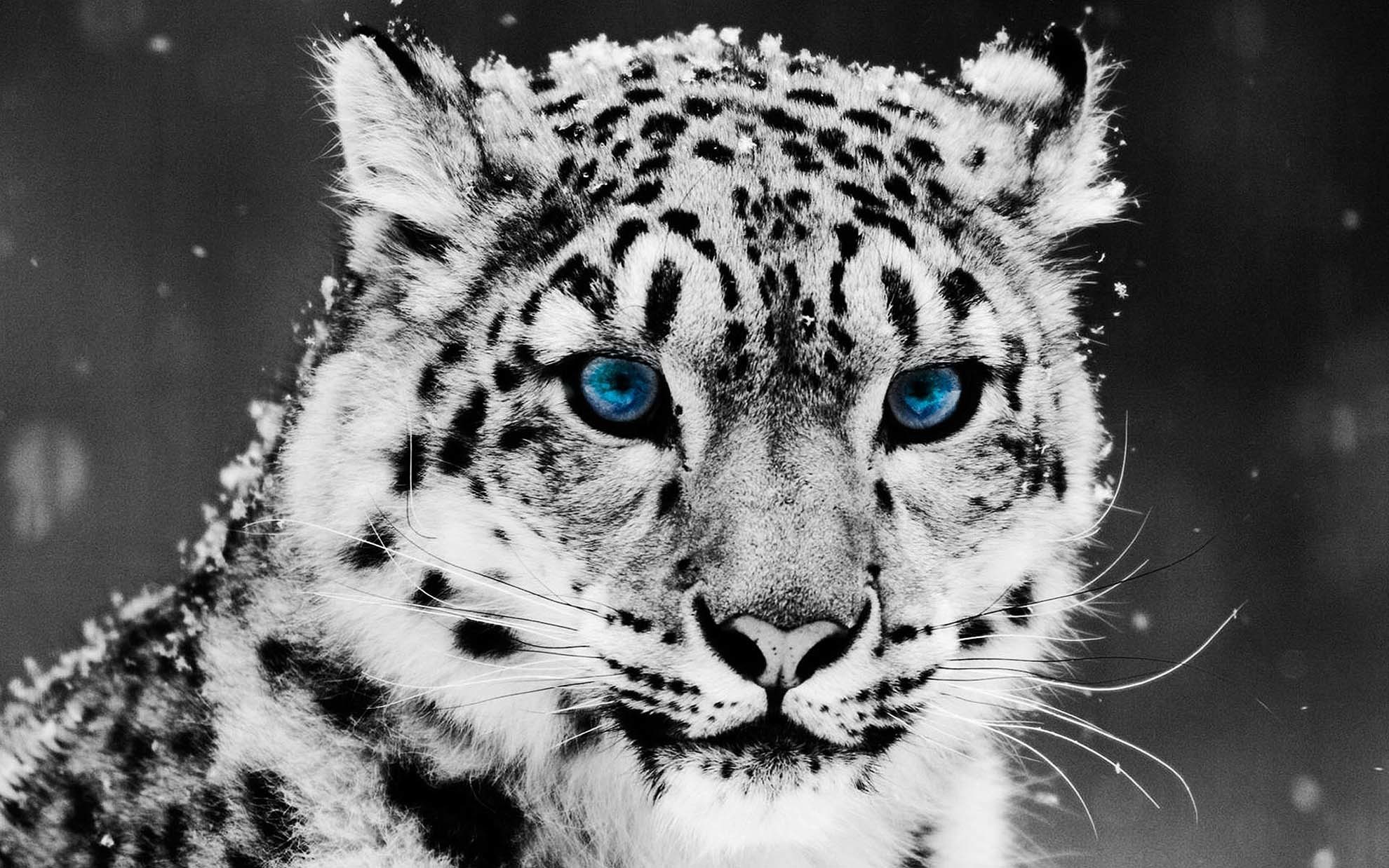 Snow Leopard Backgrounds ·① WallpaperTag