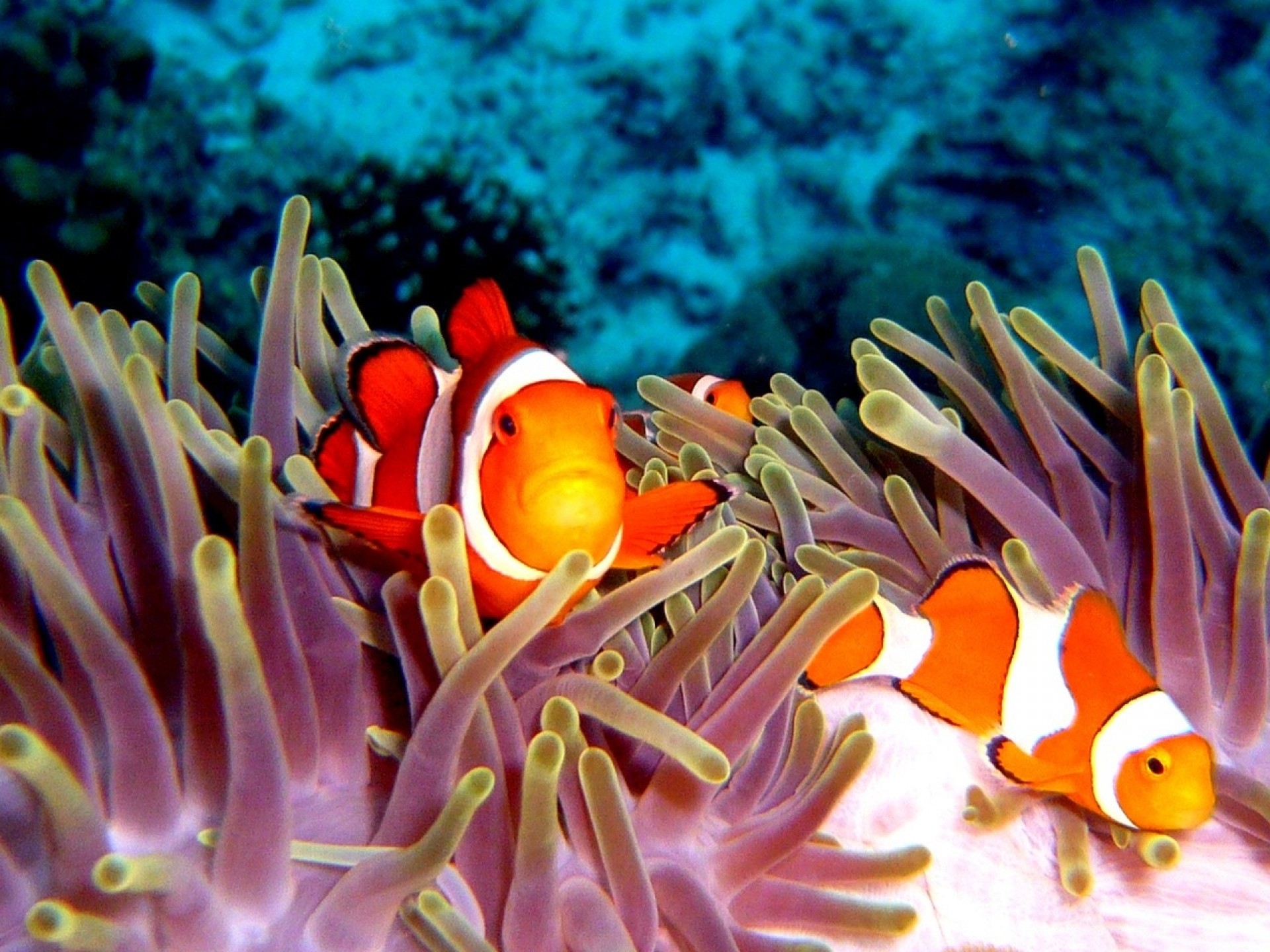 Рыбка коралловых рифов. Коралловый риф рыба клоун. Коралловые рыбы Тайланда. Рыбы на рифах в Тайланде. Риф анемон Тайланд.