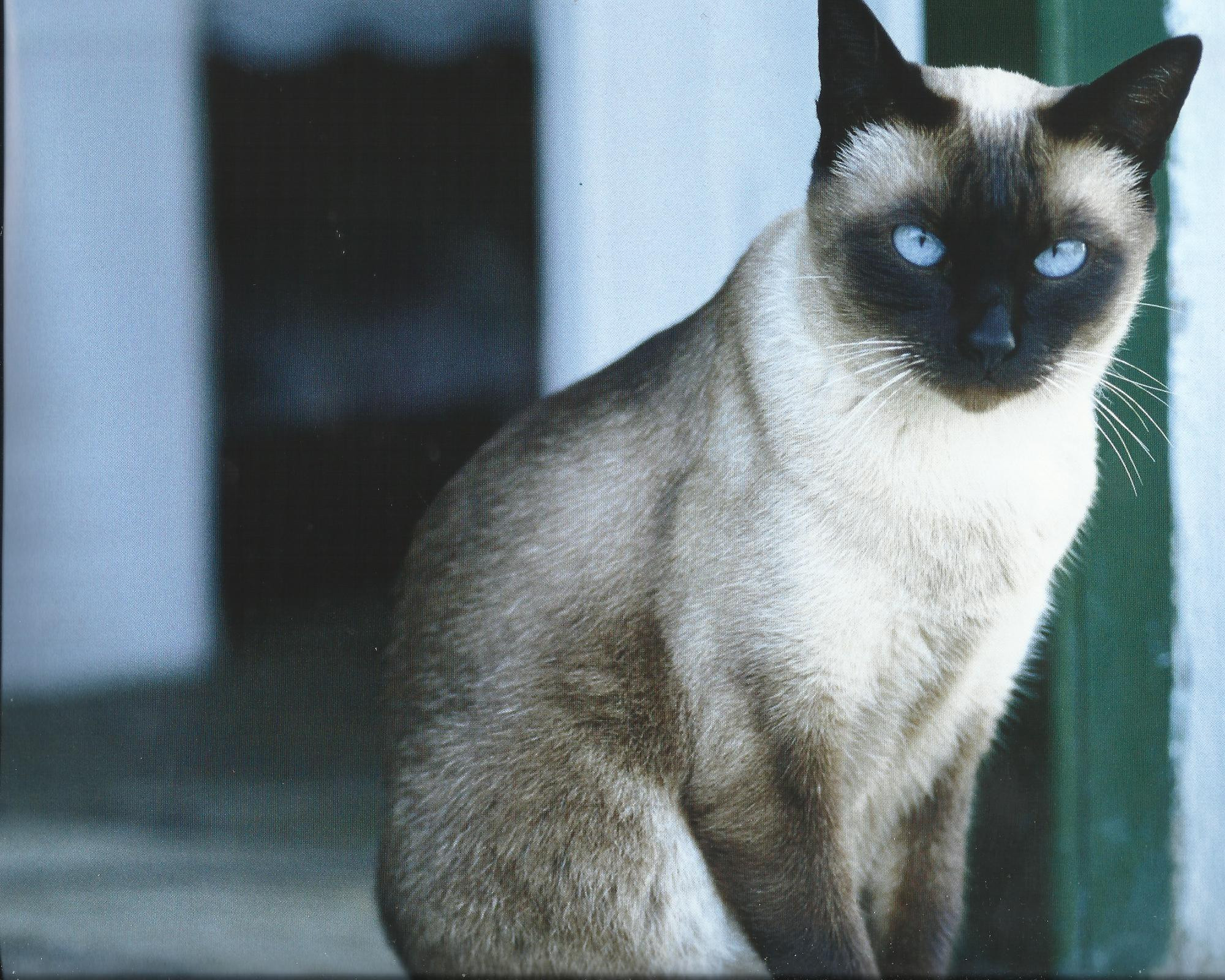 Серая сиамская кошка. Сиамская кошка. Сиамский Сноу-Шу. Сиамская и тайская кошка. Сиамская кошка короткошерстная.