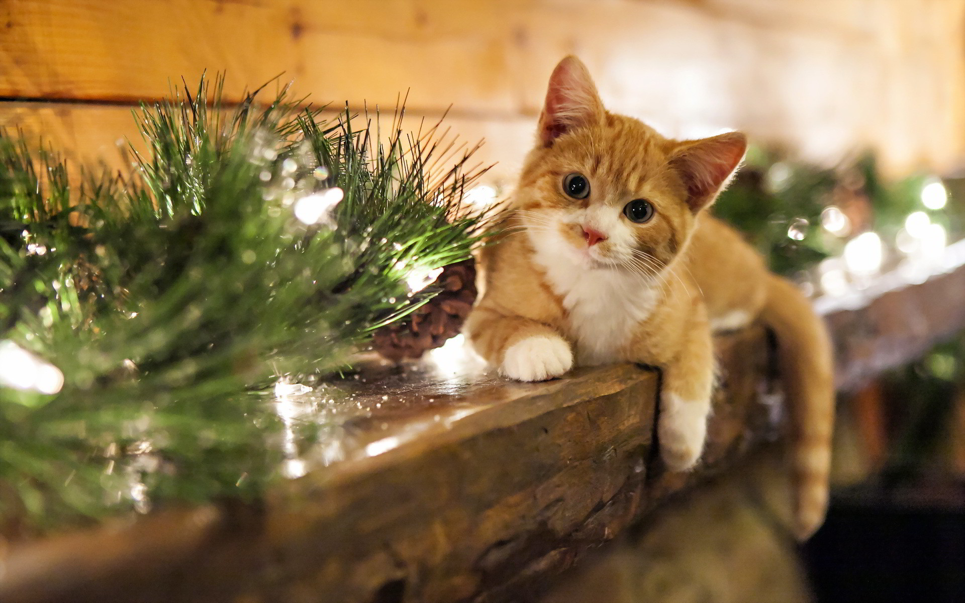 Christmas Cat Wallpaper ·① WallpaperTag