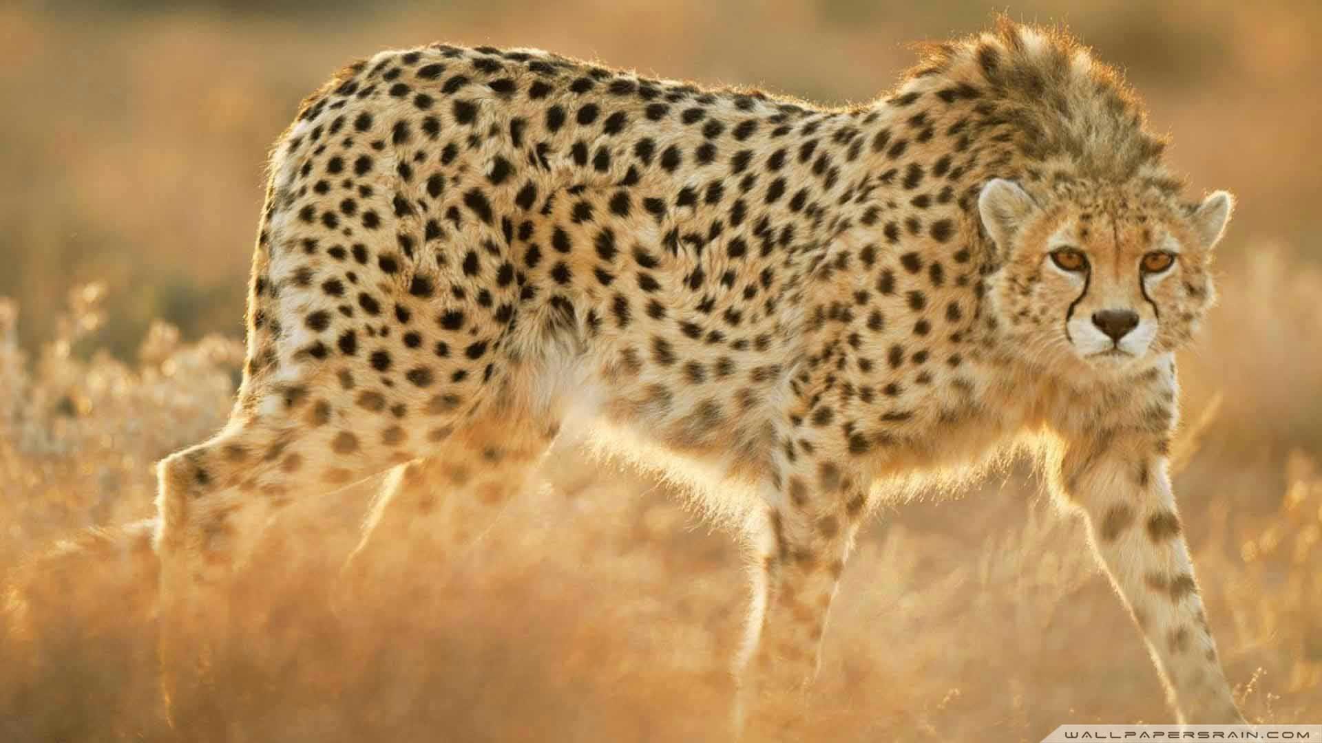 Cheetah Wallpaper HD ·① WallpaperTag