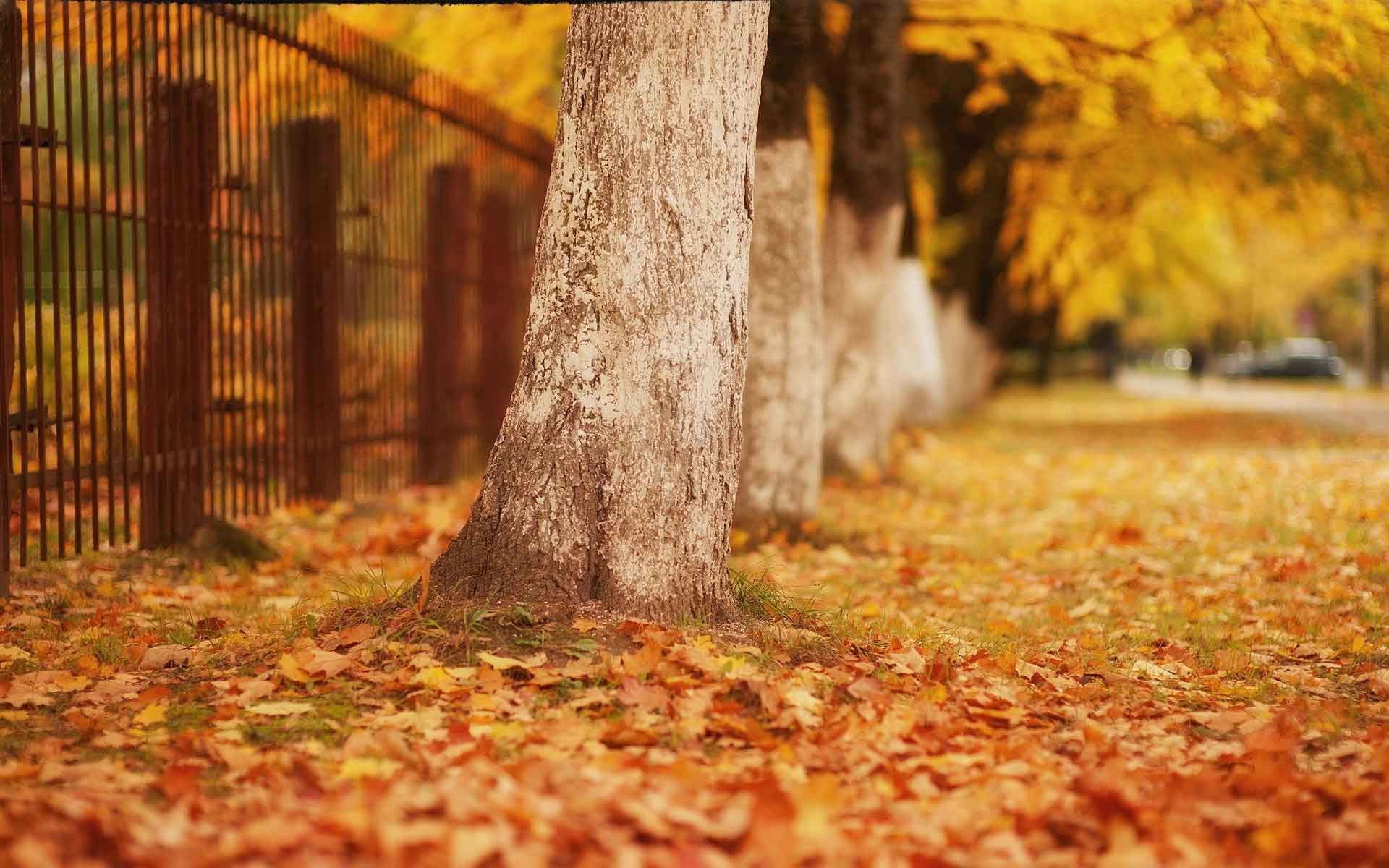 Autumn Background Images ·① WallpaperTag