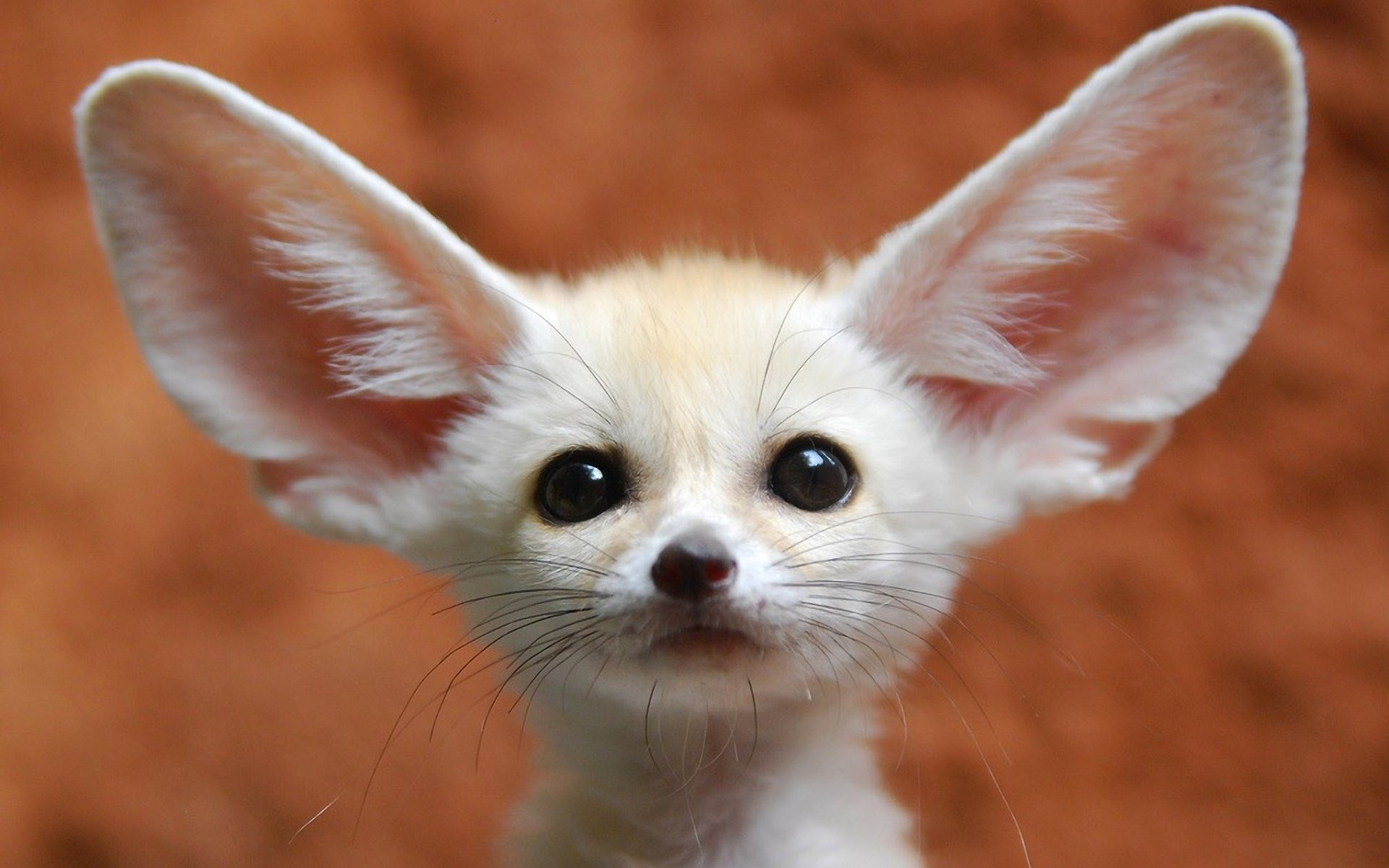 Fennec fox, Big ears, Cute, Close-up, 1920x1200, PC wallpaper