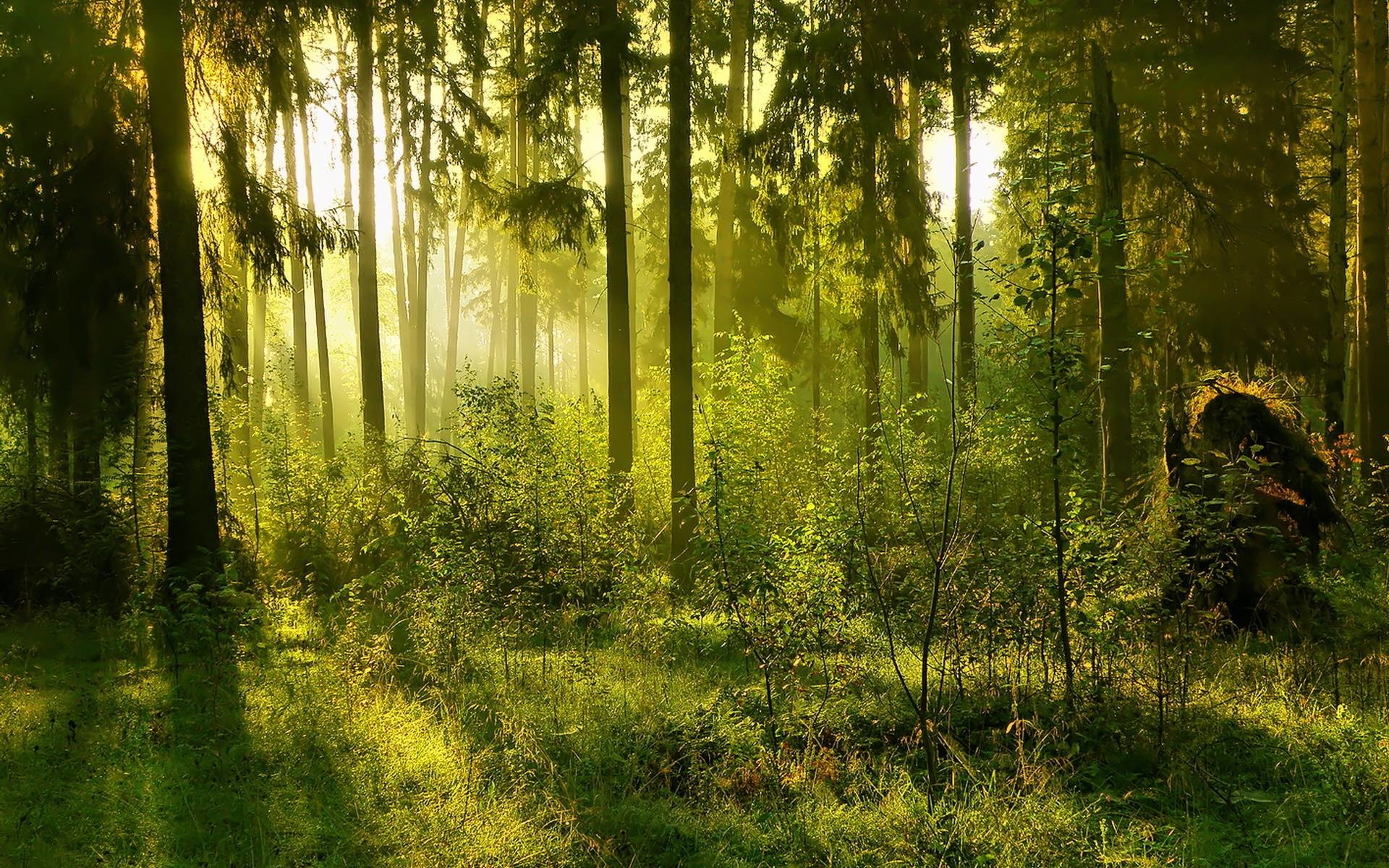 Green Forest Background ·① WallpaperTag