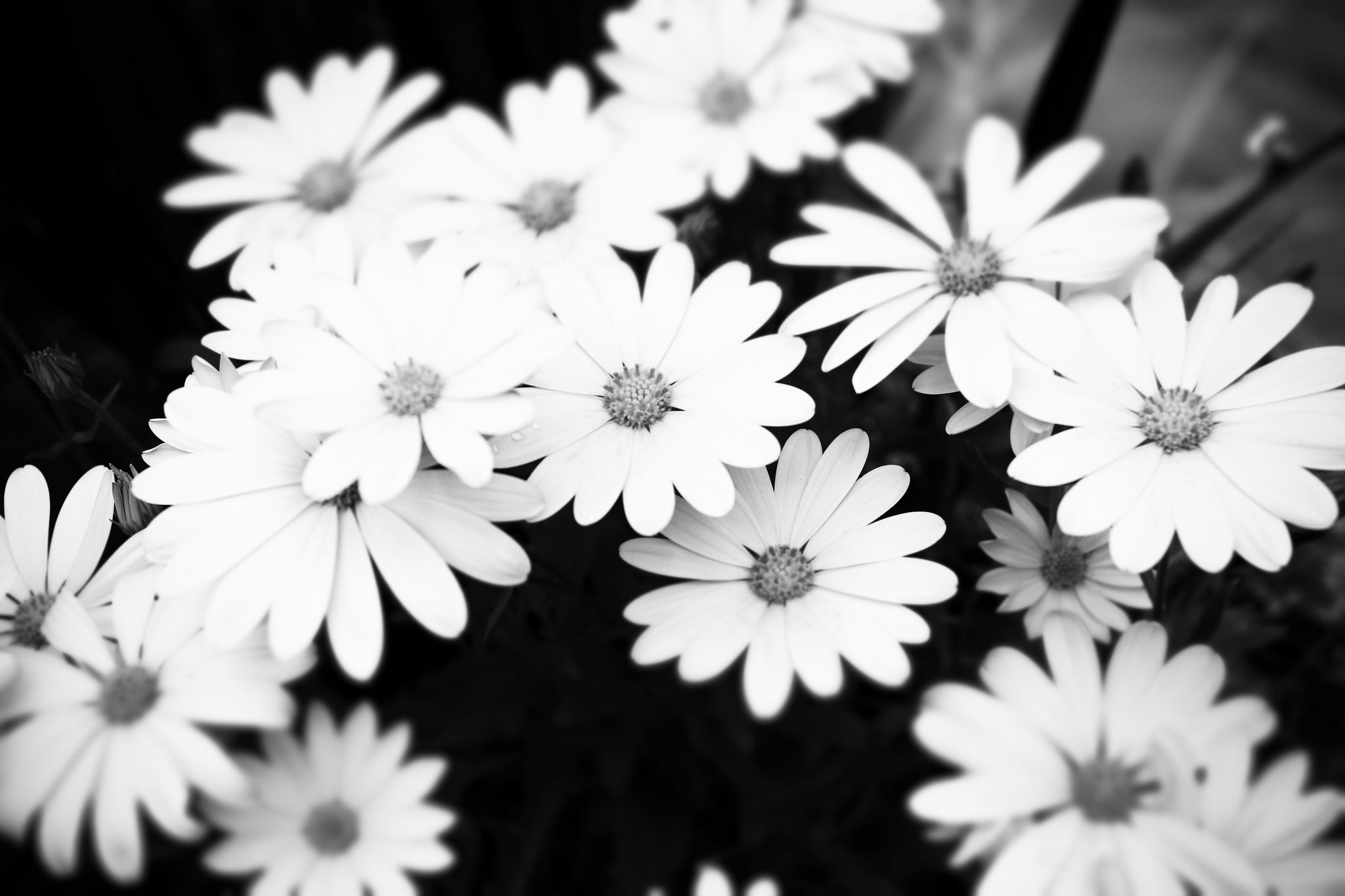 Black And White Floral Wallpaper Tumblr