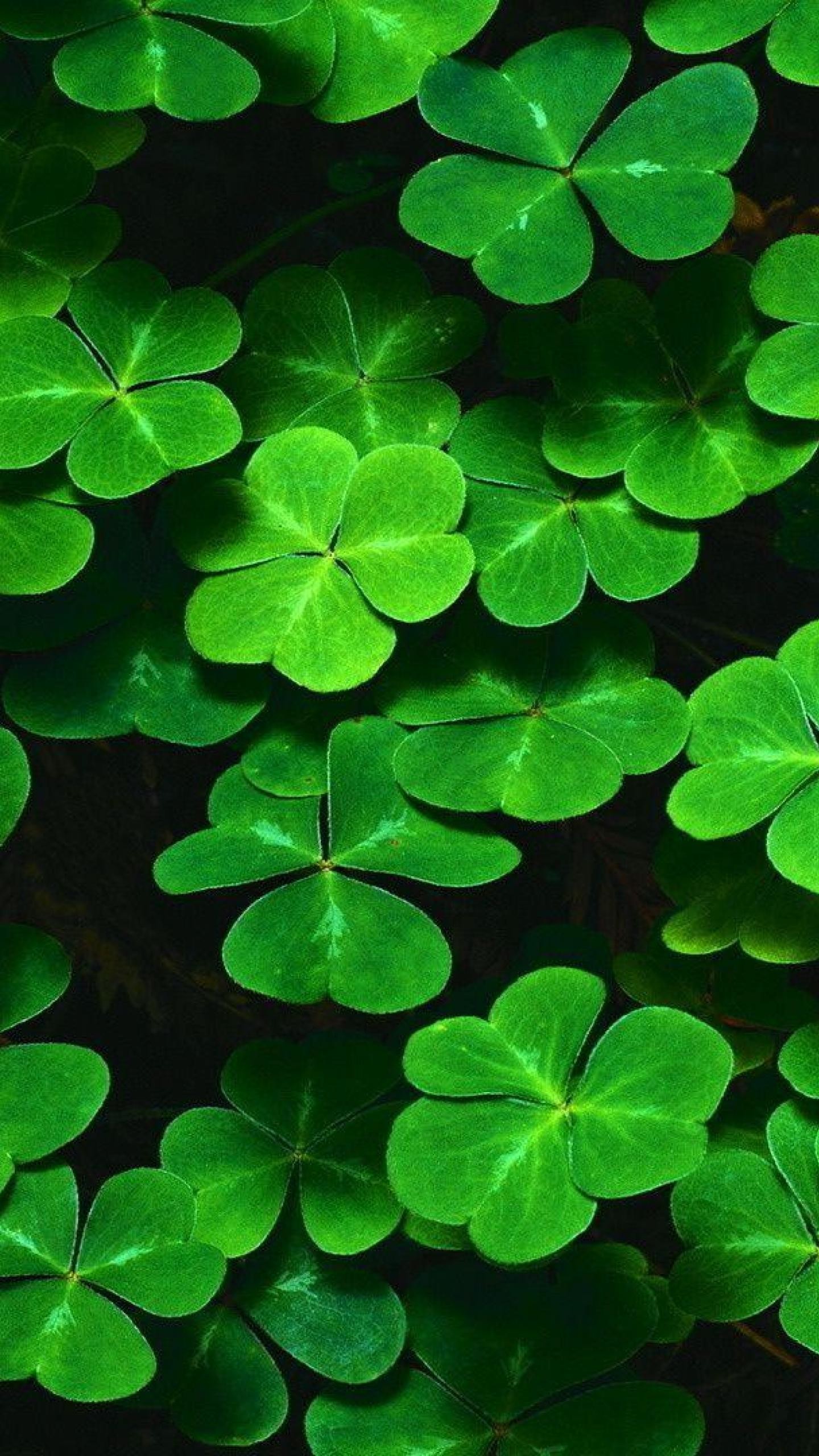 Clover leaves, Shamrocks, Green, Nature, QHD+, vertical phone wallpaper