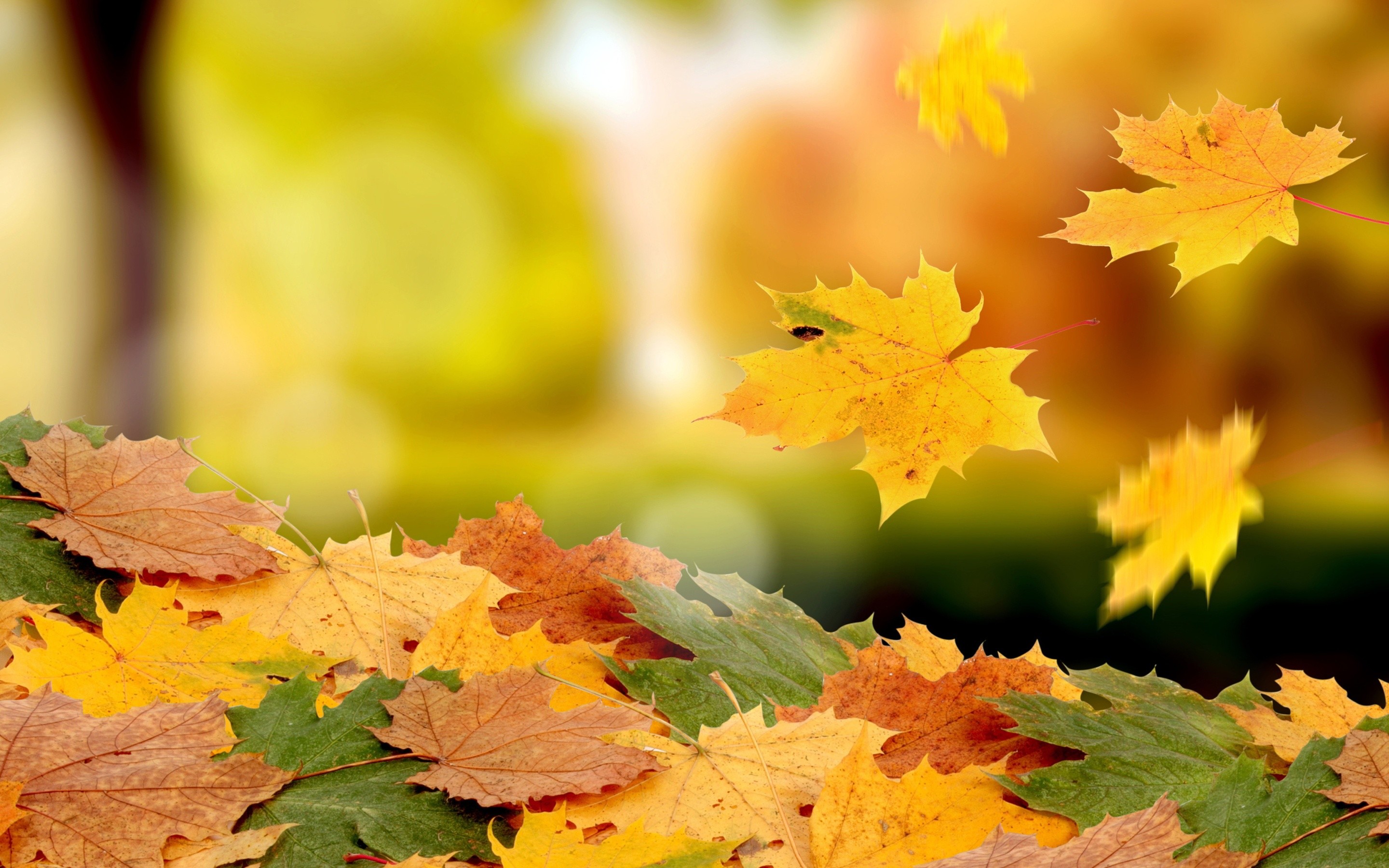 Falling maple leaves, Bokeh, Yellow, Close-up, 2880x1800, PC wallpaper