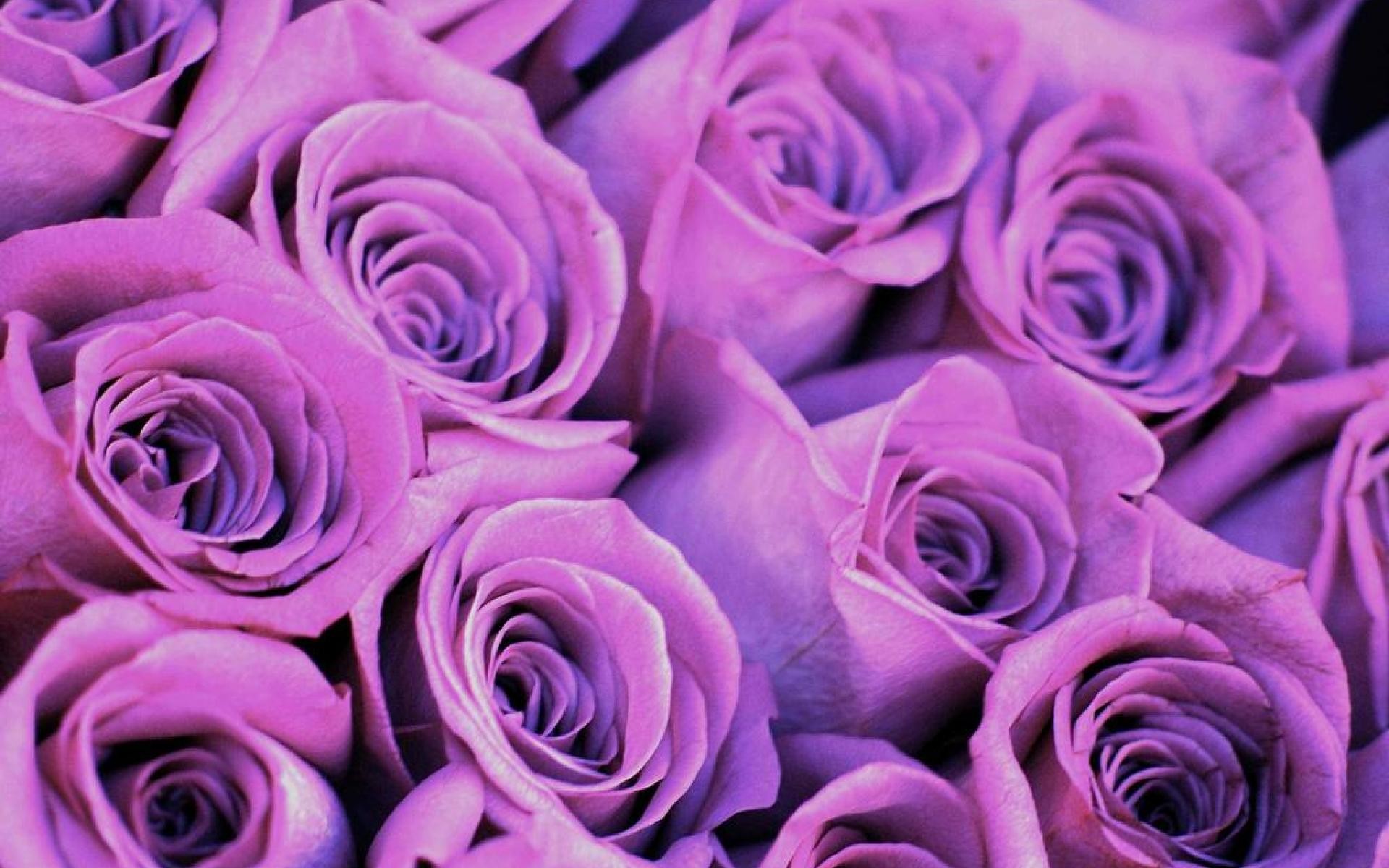 Purple Roses Wallpaper ·① WallpaperTag