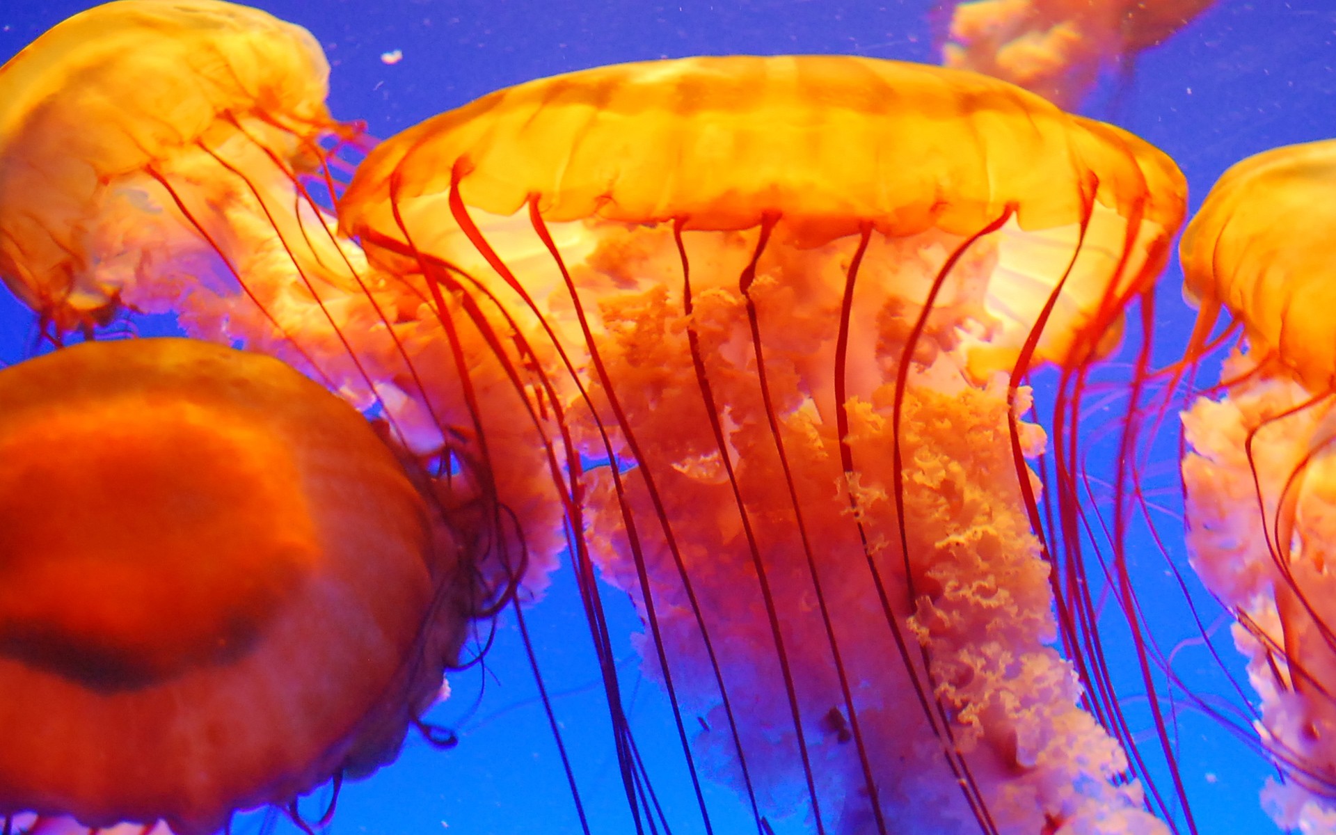 Морская крапива. Медуза Хрисаора. Медуза Джеллифиш. Сцифоидные медузы. Крапивная медуза.