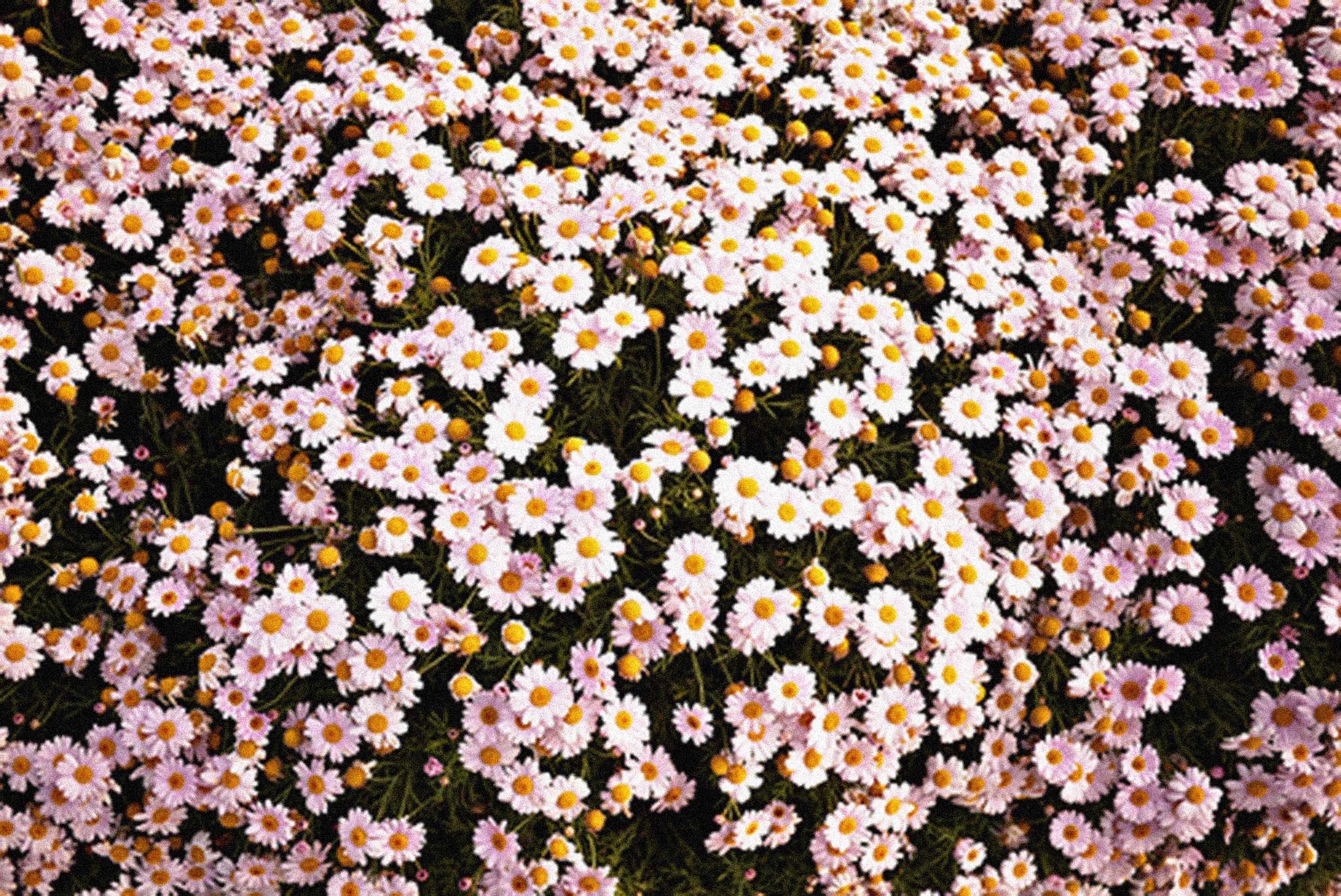 Аск цветов. Мелкие цветочки. Фон в мелкий цветочек. Красивые мелкие цветы. Фон для твиттера.
