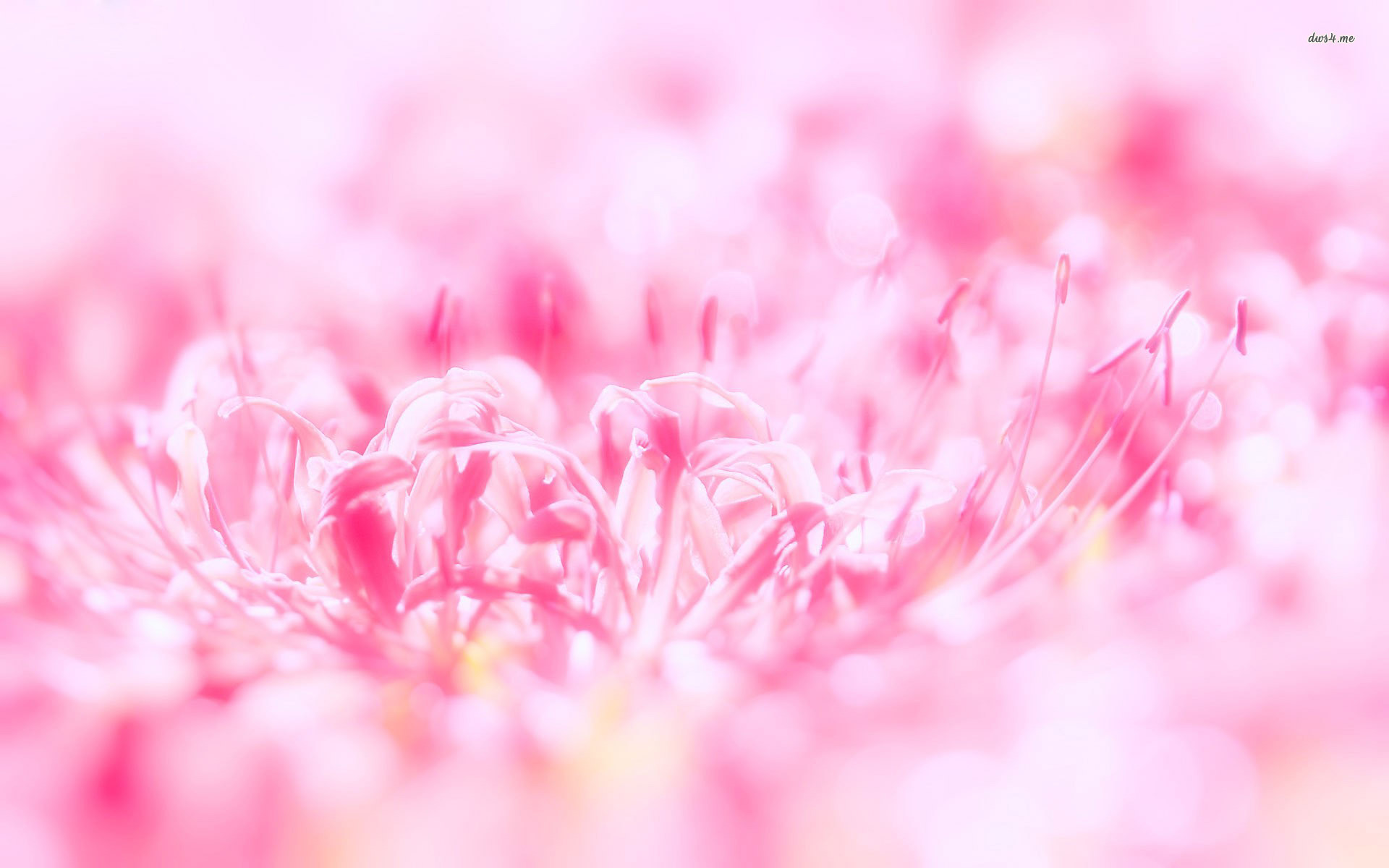 Pink Flower Backgrounds ·① WallpaperTag