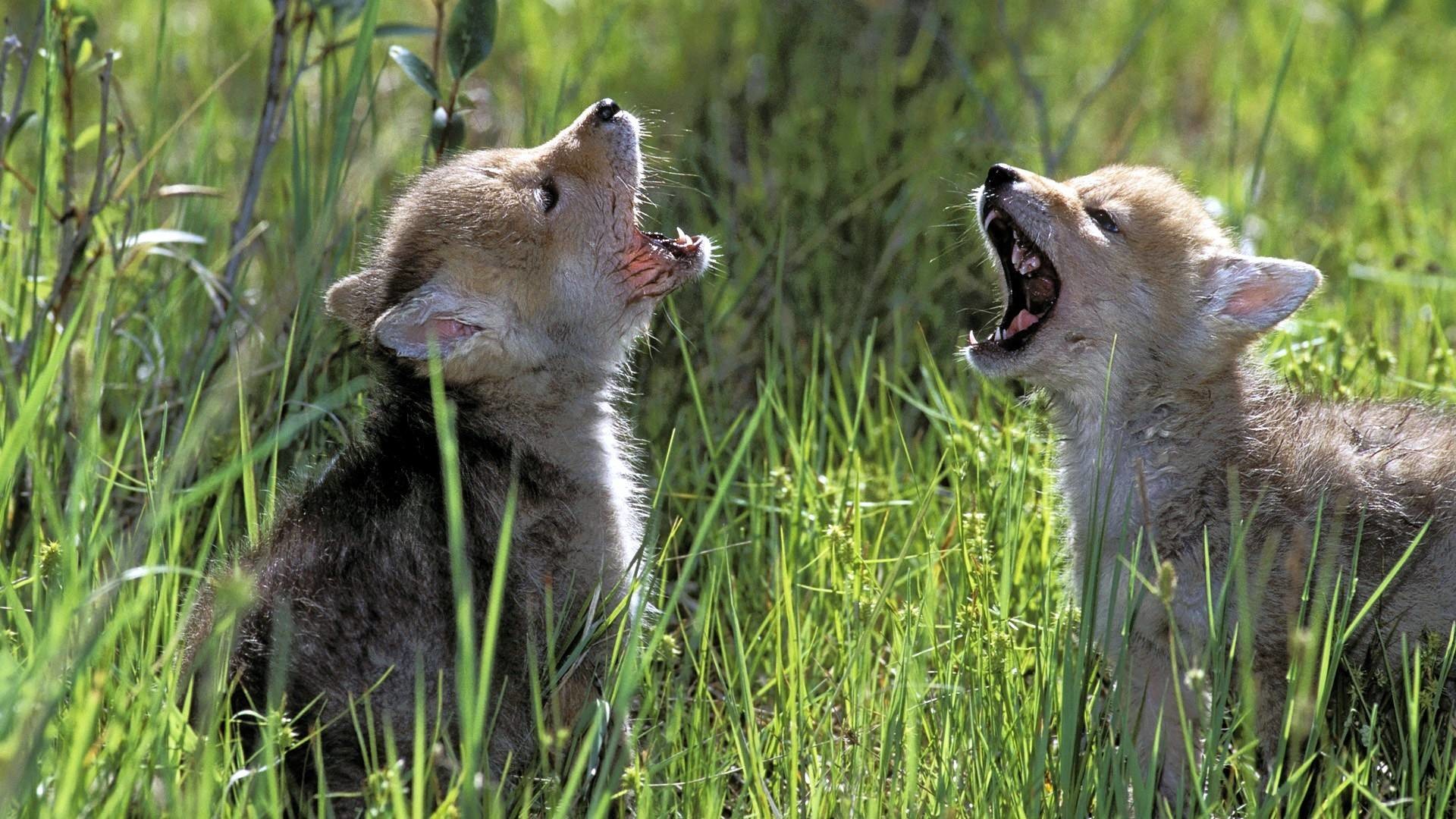 Wolf Cubs Howling