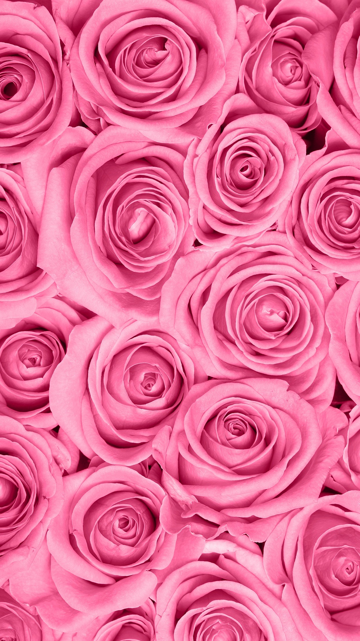 Pink Rose Background