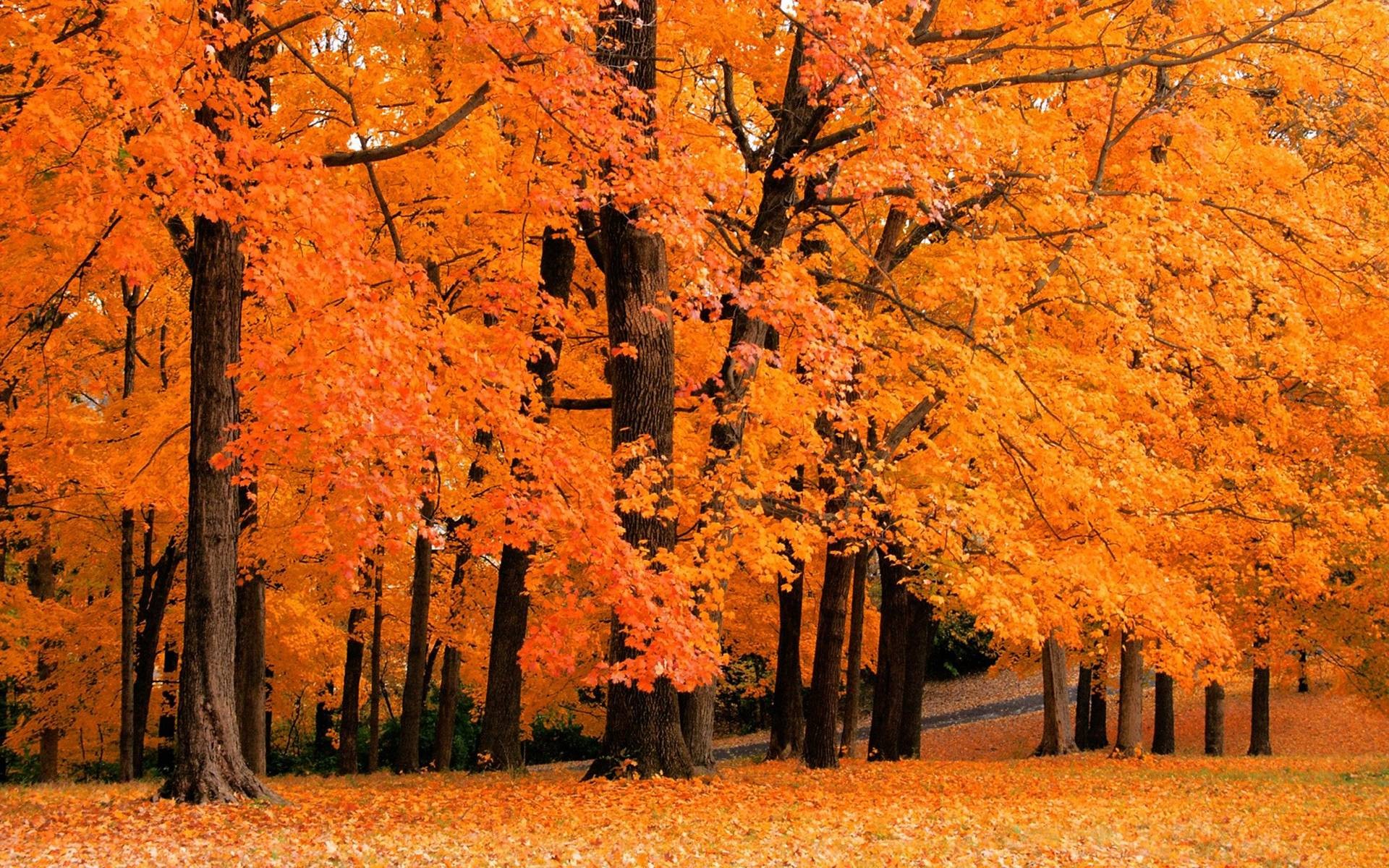 Autumn forest, Golden trees, Fallen leaves, Forest floor, Orange foliage, Windows 11 wallpaper
