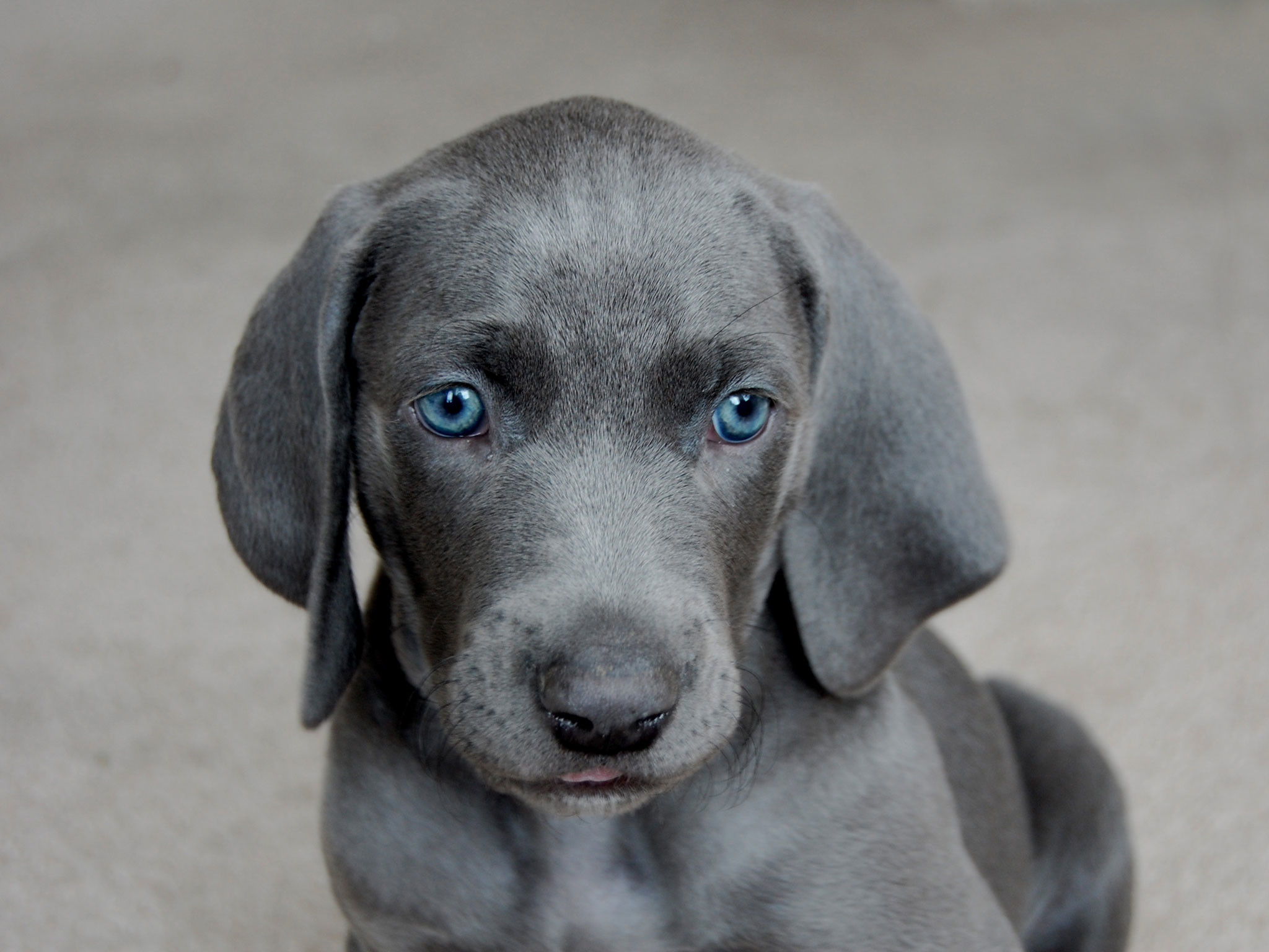 Порода собак с голубыми глазами. Гончая Веймаранер голубая. Гончая Веймаранер. Веймаранер лабрадор. Веймаранер голубой.