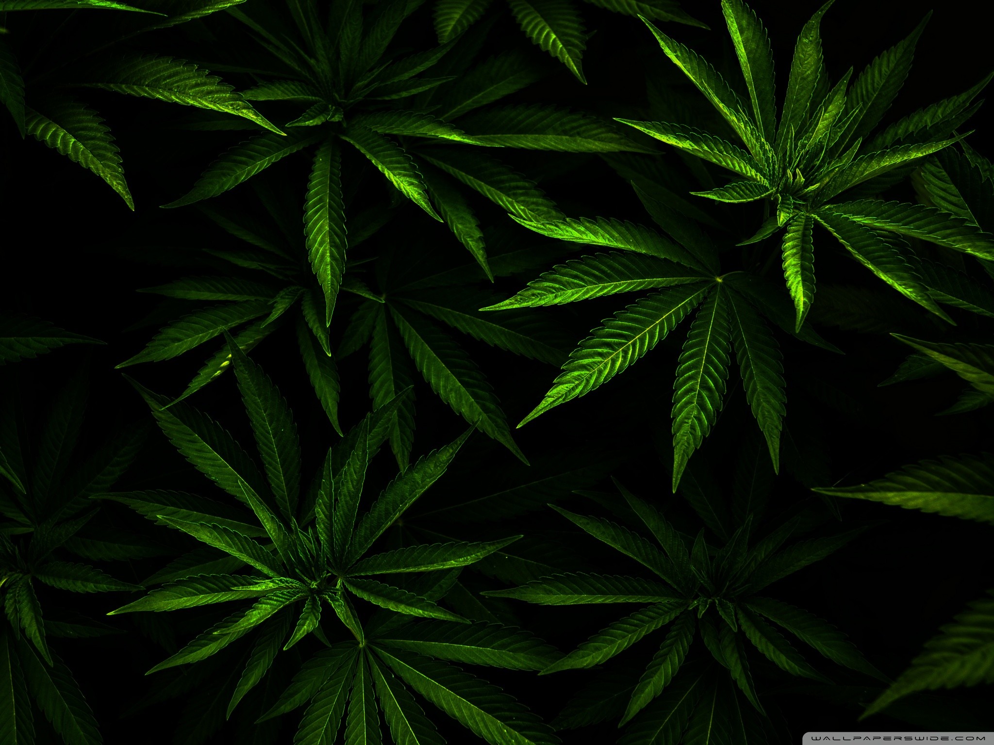 Картинки на аву марихуана 7 70 72 садовод вконтакте