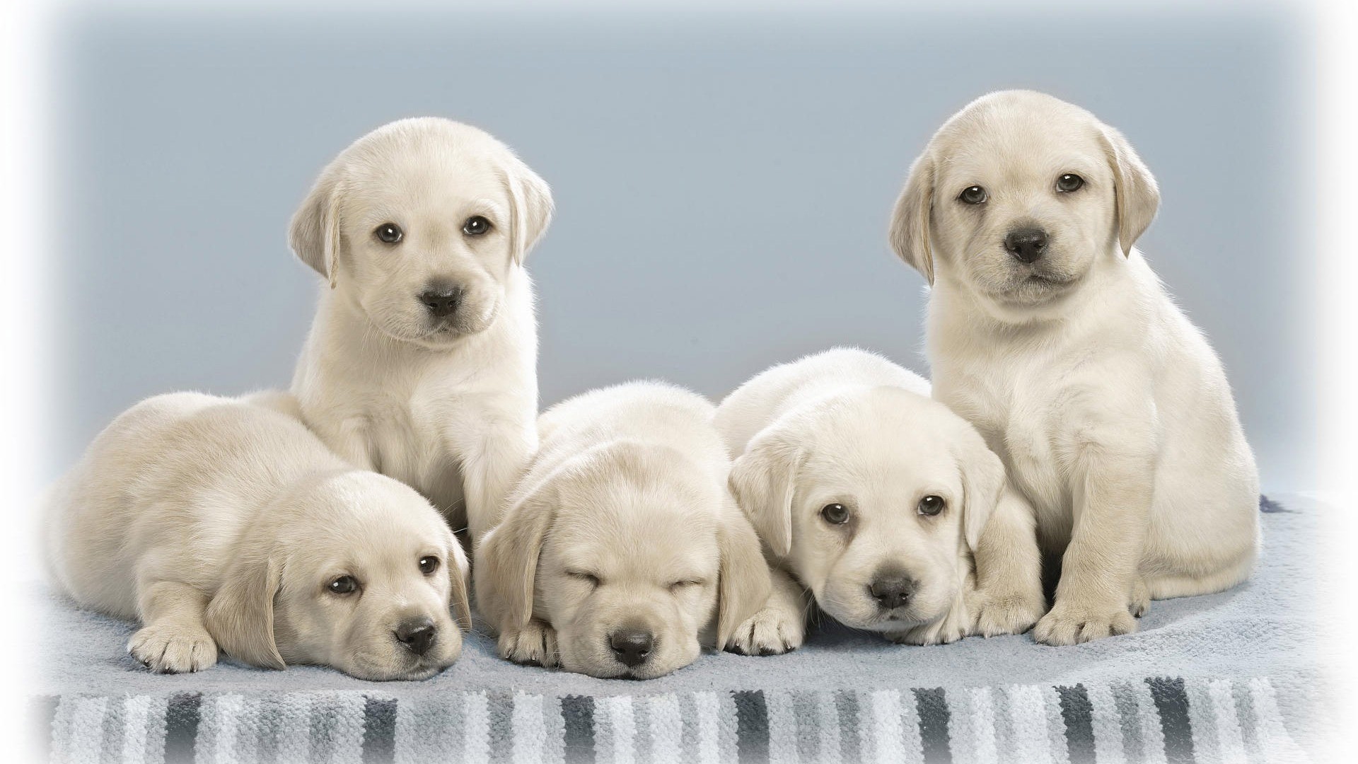 54+ Dog backgrounds ·① Download free amazing wallpapers of Dogs for desktop and mobile devices