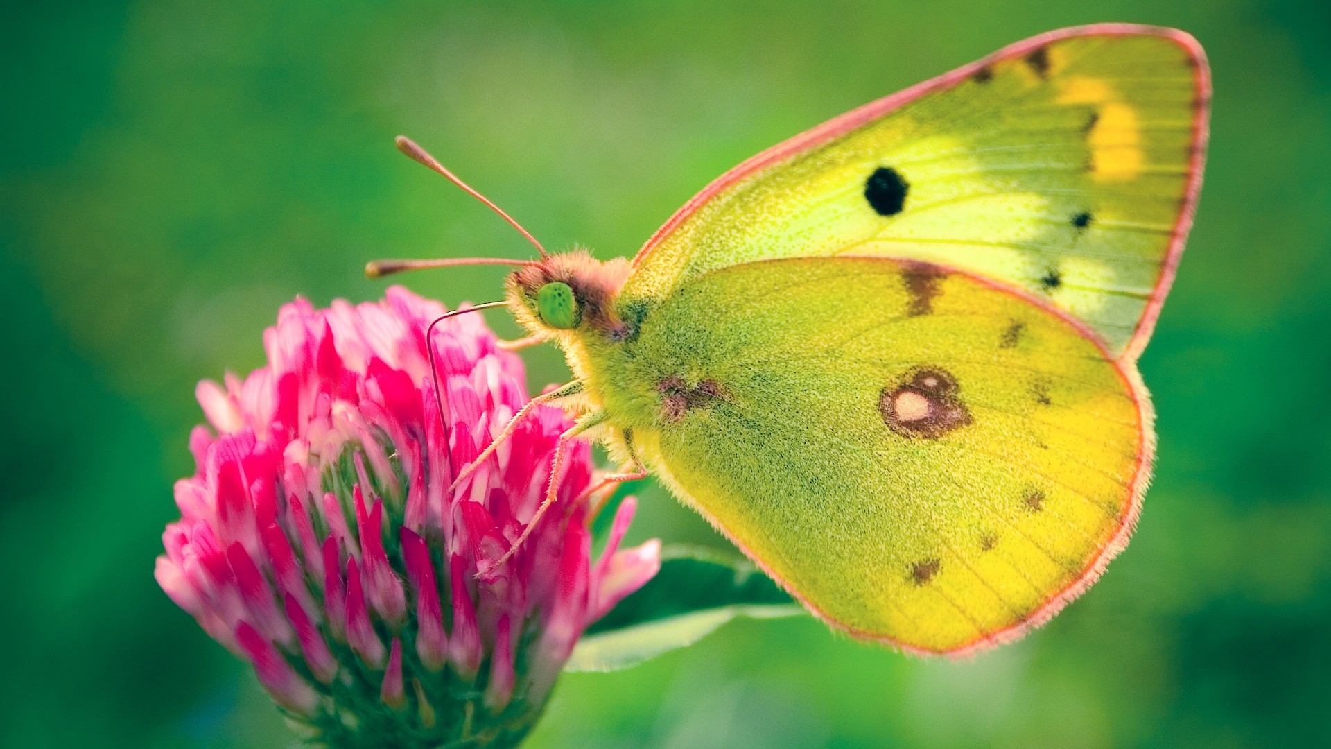 Butterfly wallpaper ·① Download free beautiful full HD ...