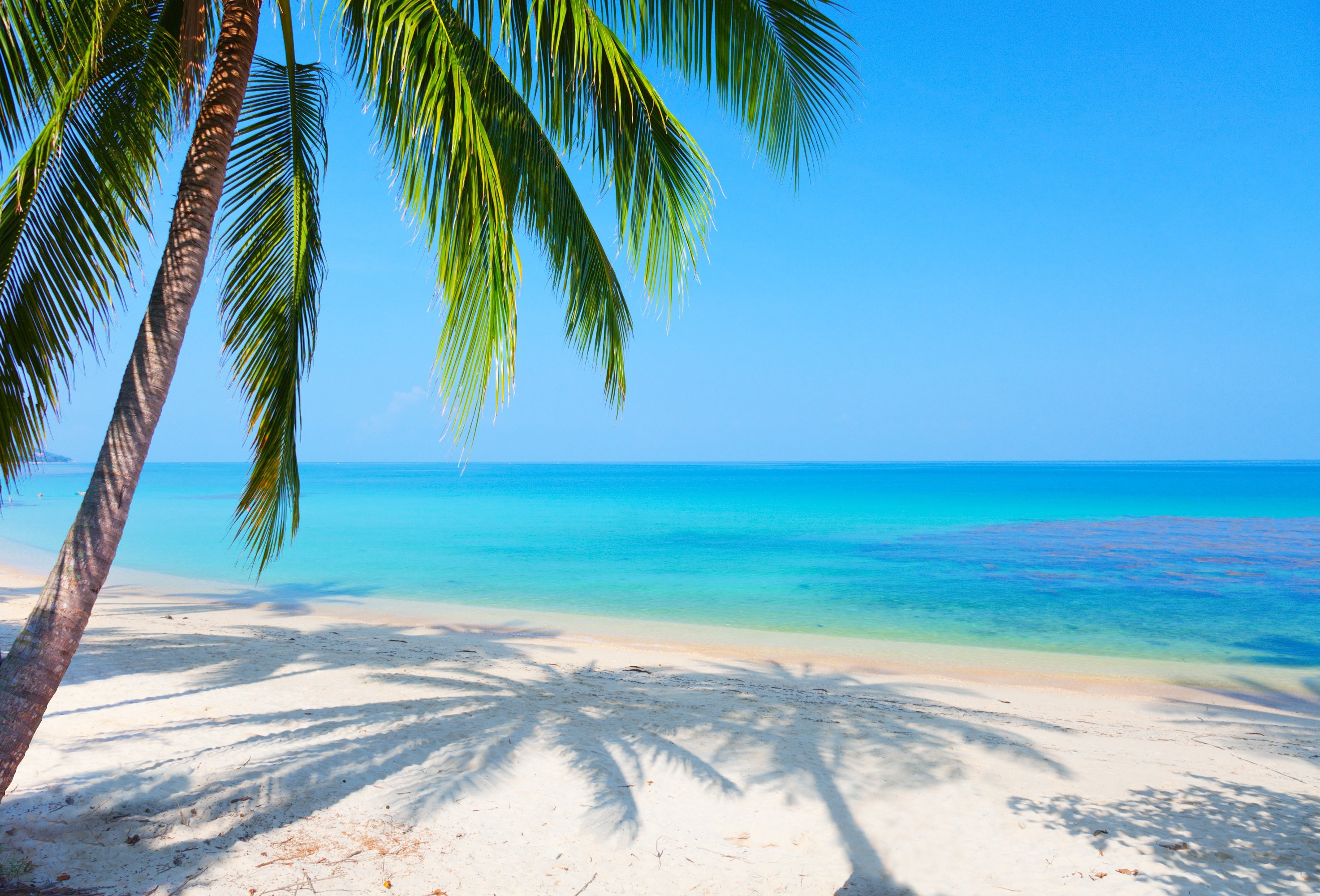 Palm Tree background ·① Download free HD backgrounds for desktop and ...