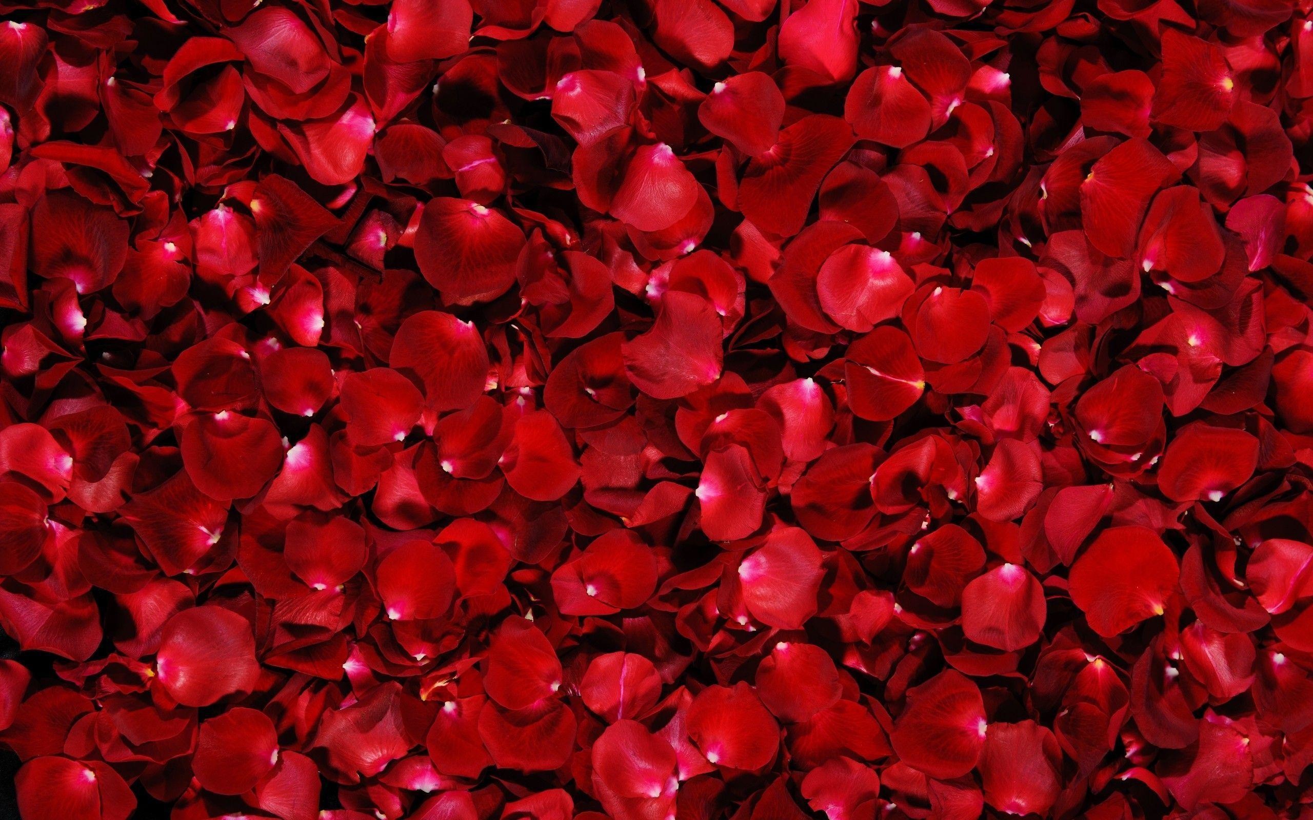 Roses Background Images