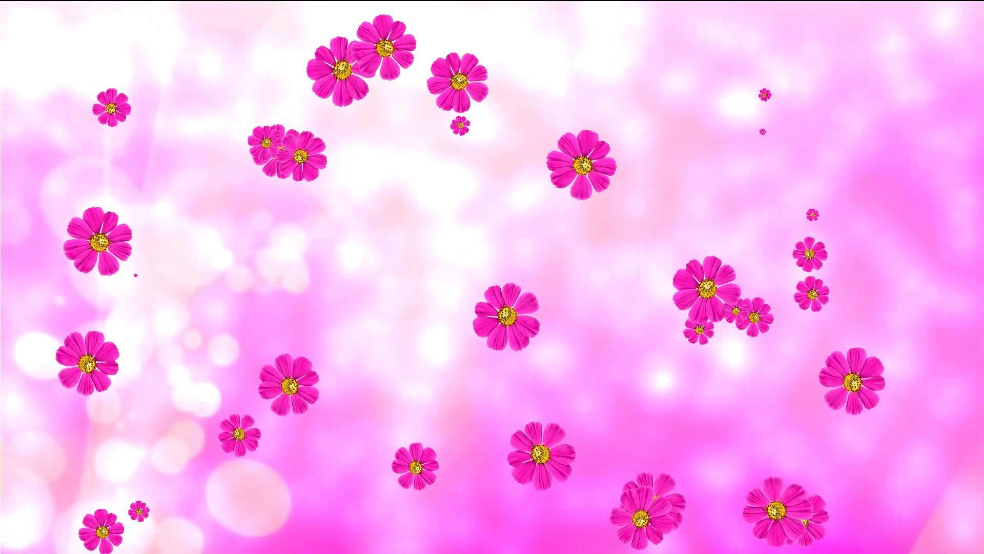 Flower Pink Background