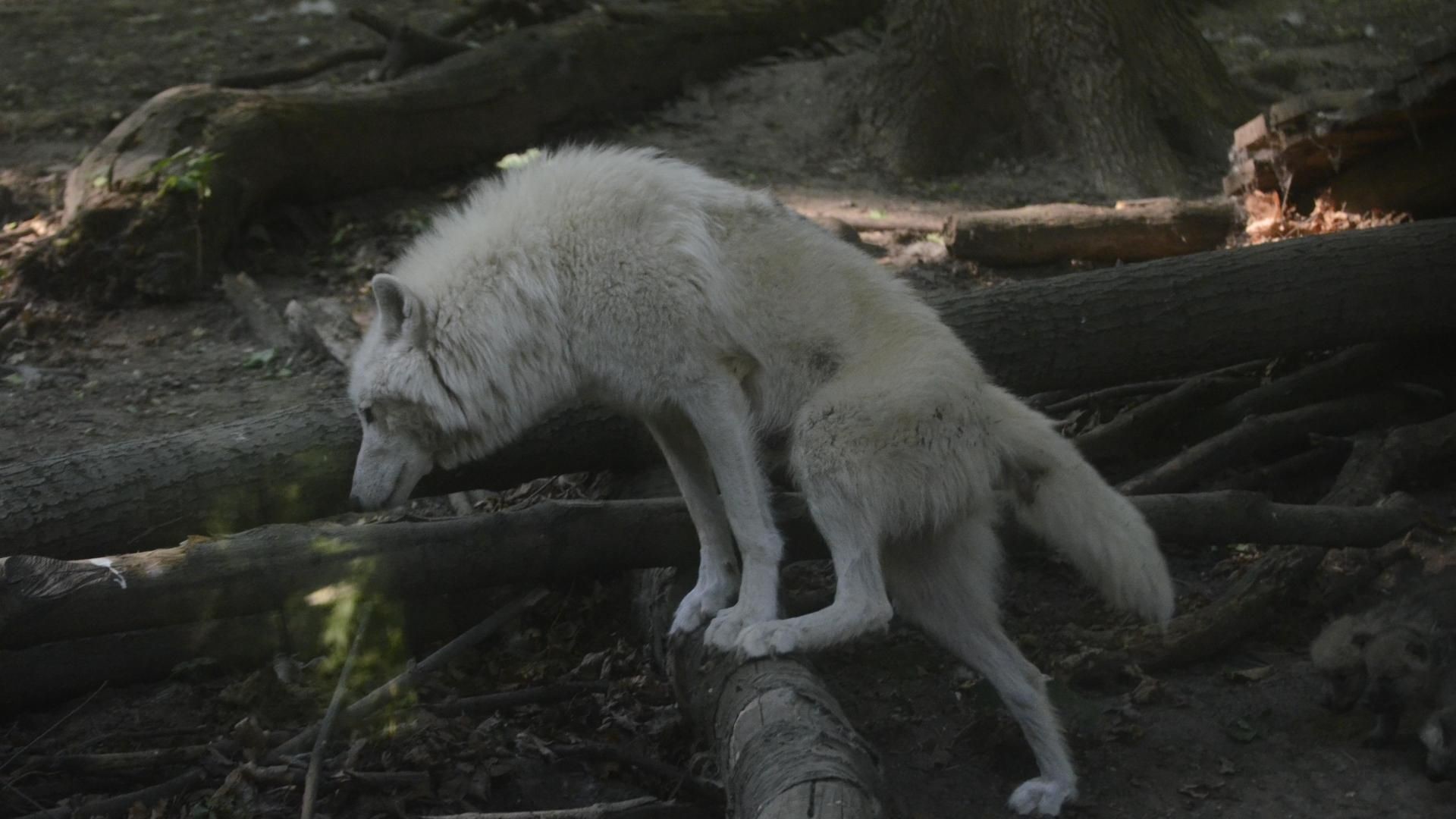 Дозор животные. Белый волк. Белая волчица.