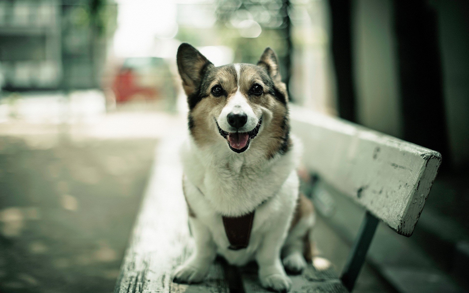Corgi wallpaper ·① Download free cool backgrounds for desktop computers ...