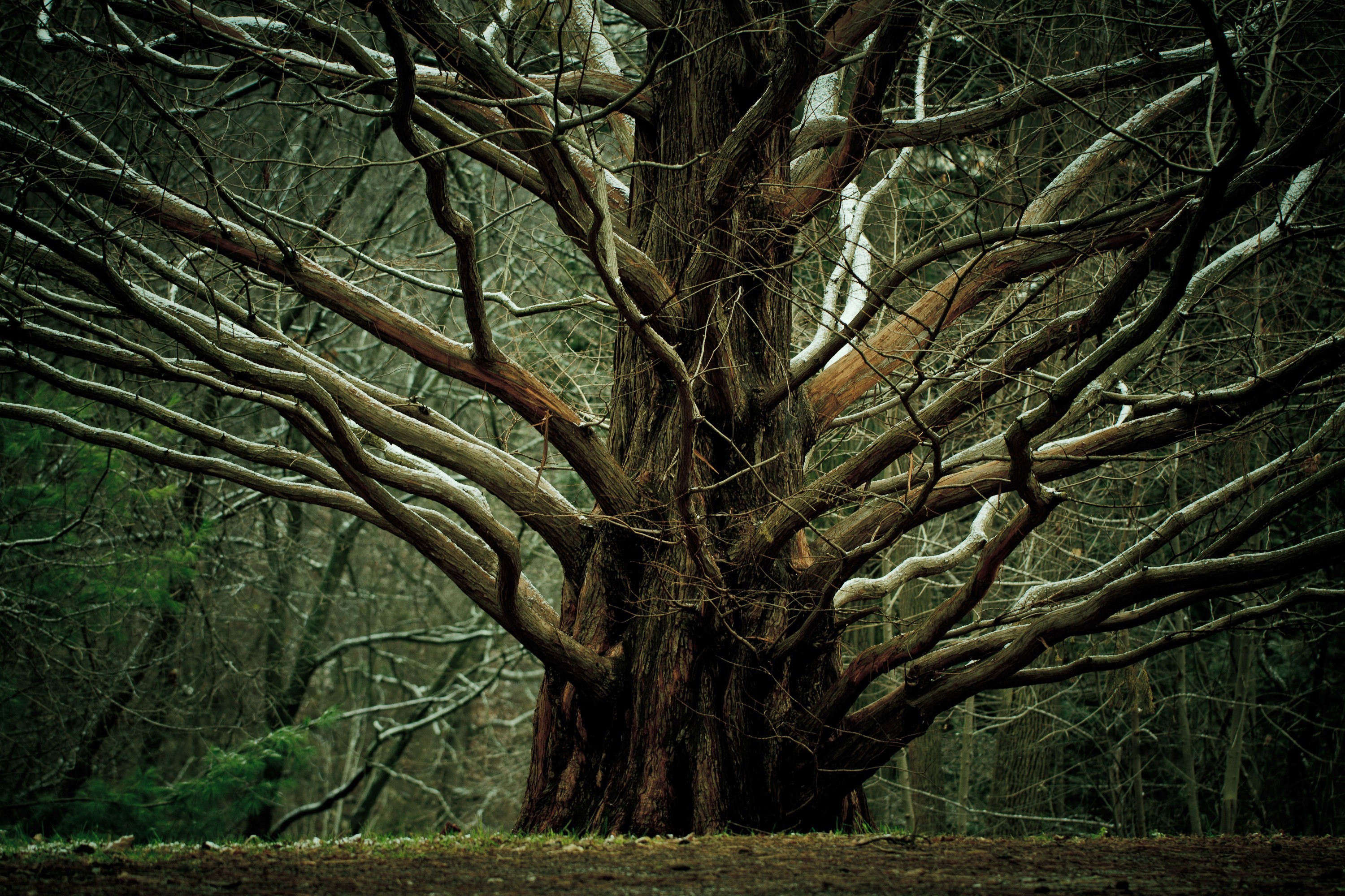 Лес где дерево на дереве стоит. Окоуме дерево. Дуб кельты. Ветвистое дерево. Ветви деревьев.