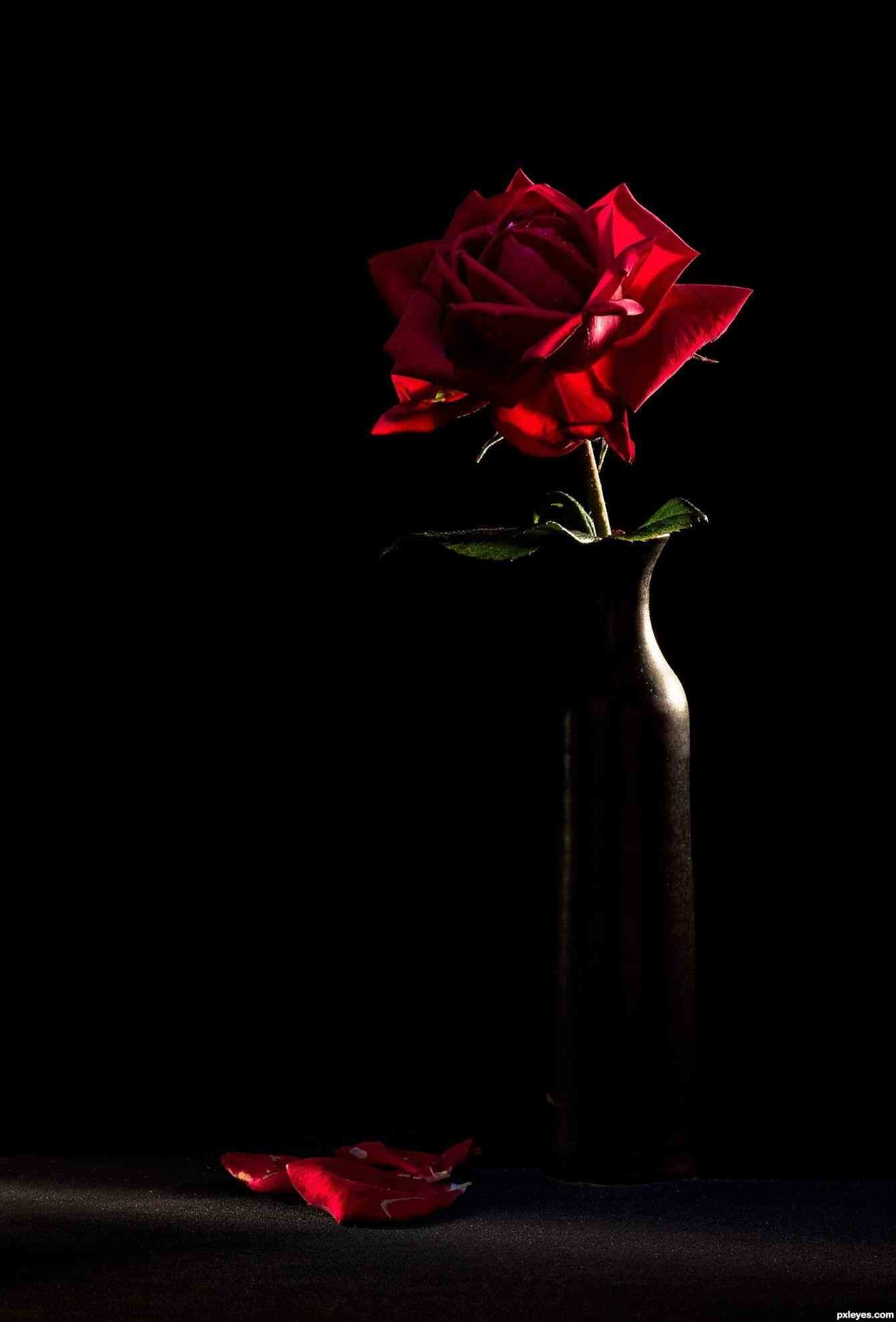 Red Roses  on Black  Background    WallpaperTag