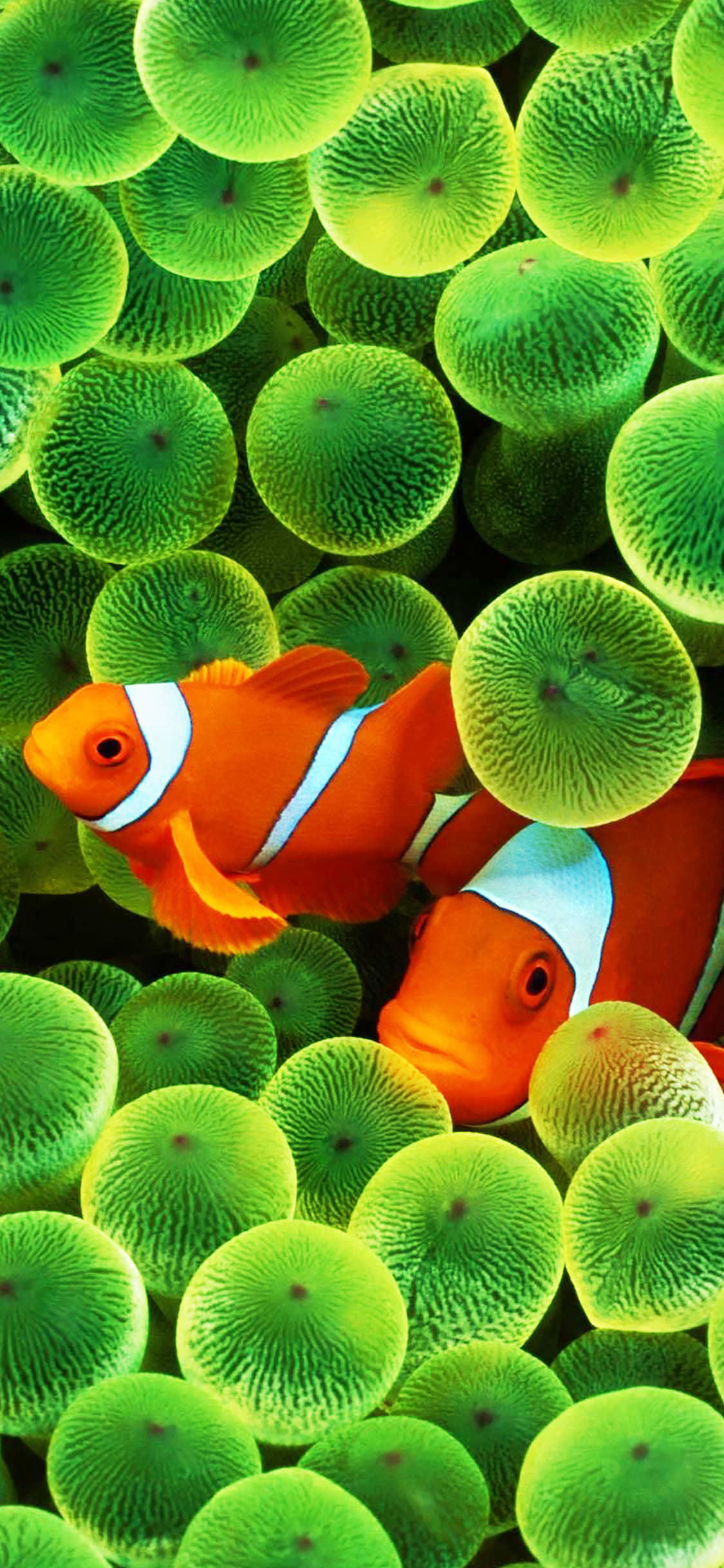 Clown Fish Wallpaper ·① WallpaperTag