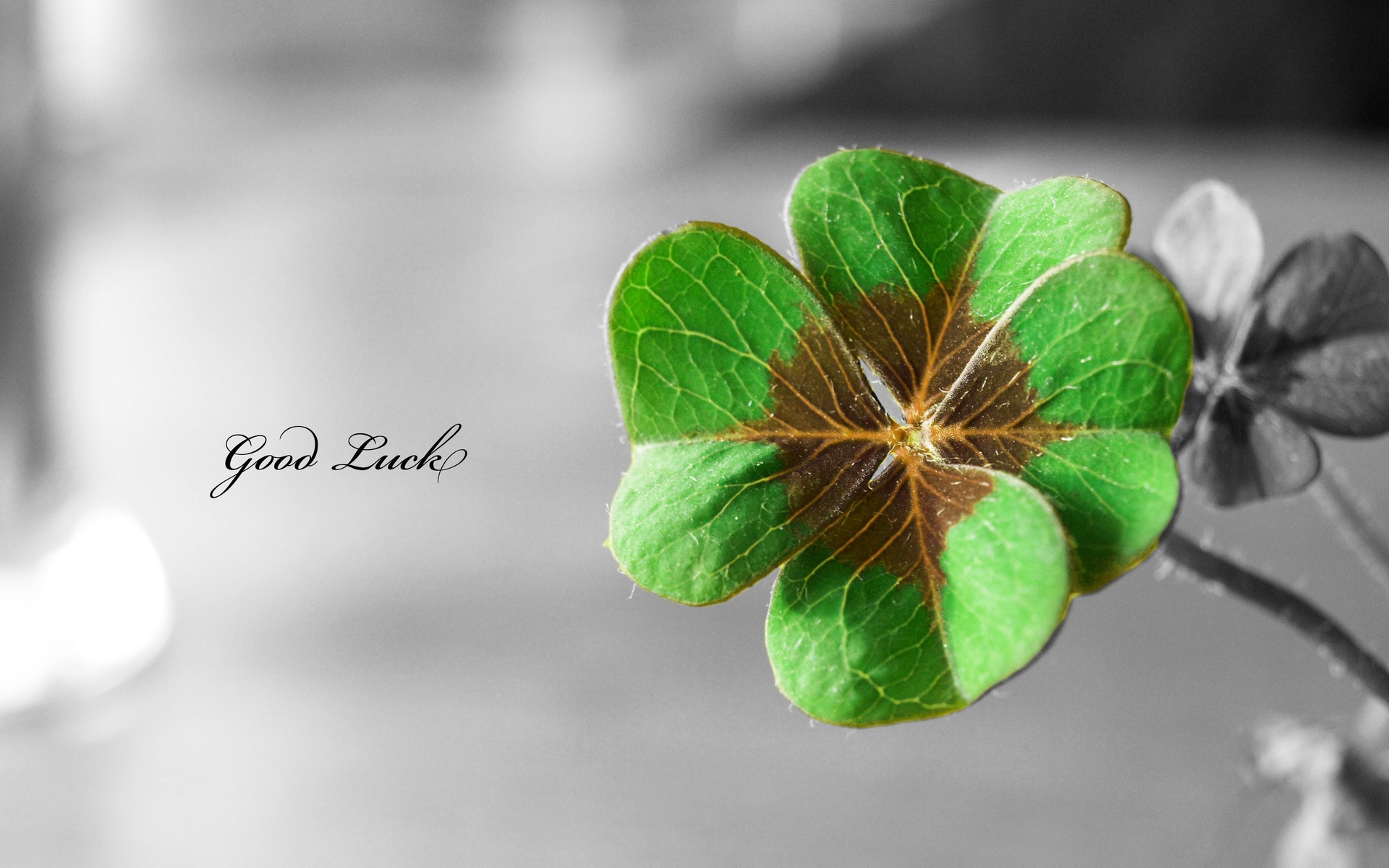 Four-leaf clover, Good luck, Selective color, 1920x1200, PC wallpaper