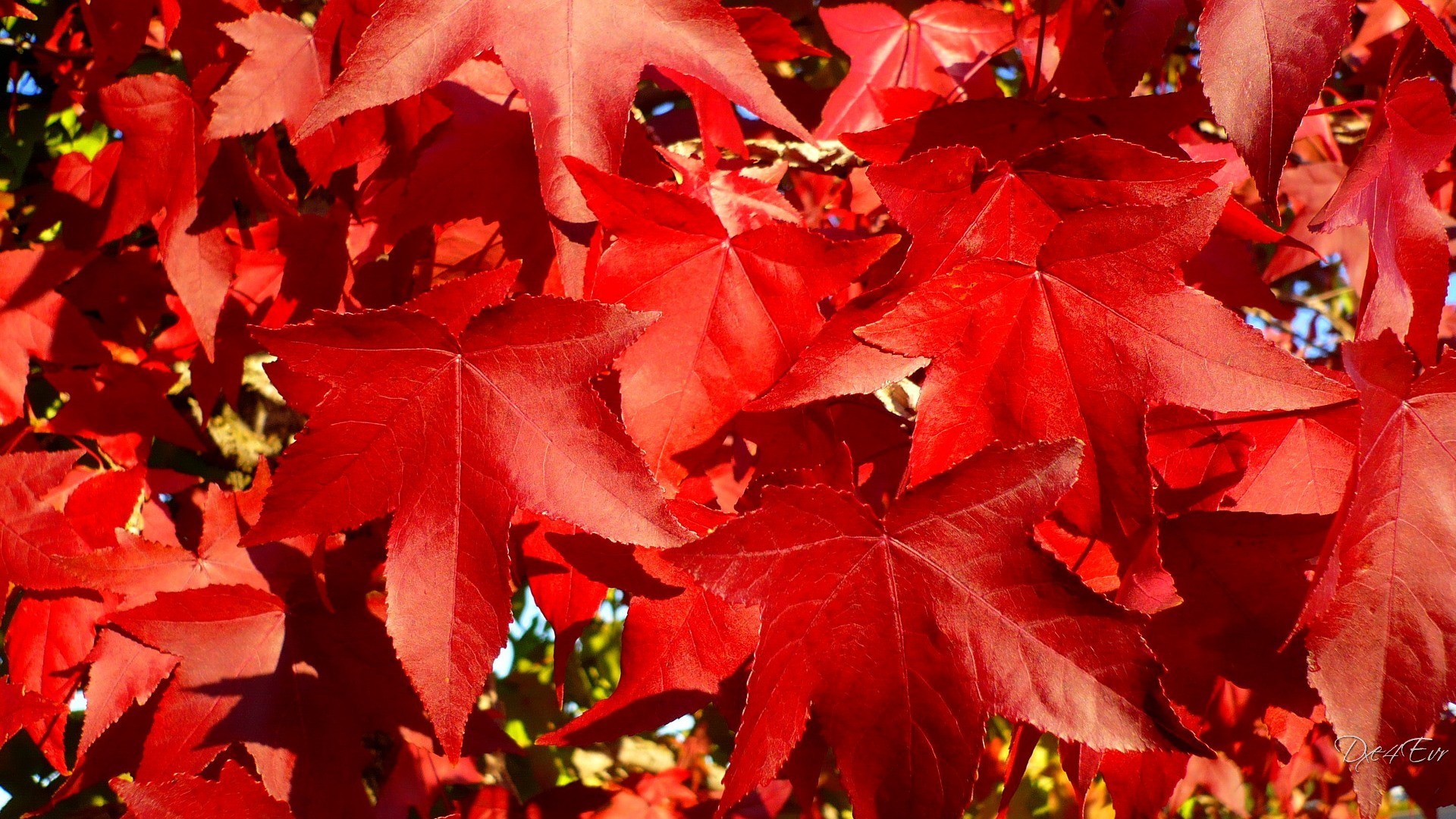 Sweetgum leaves, Red leaves, Close-up, Autumn, 16:9 Full HD, widescreen wallpaper